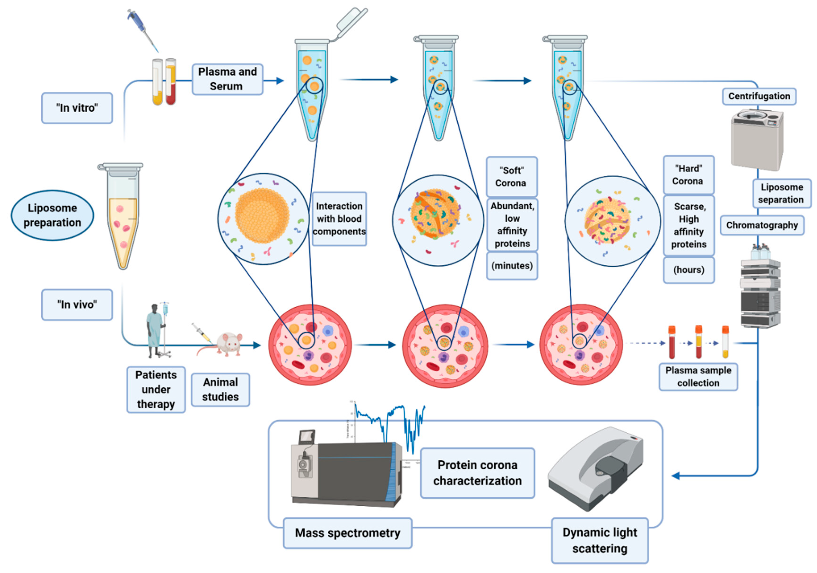 Biology 09 00202 g005