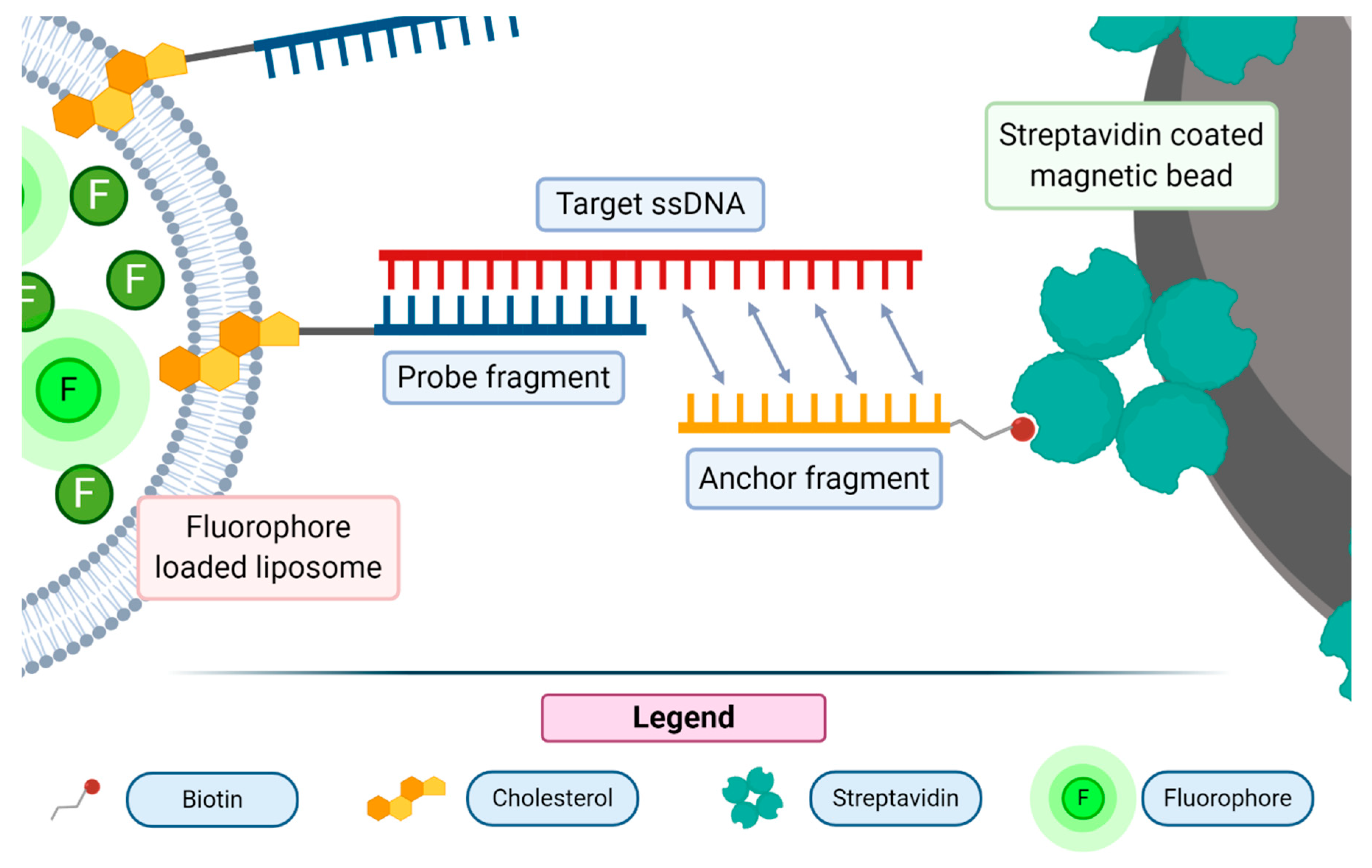 Biology 09 00202 g006