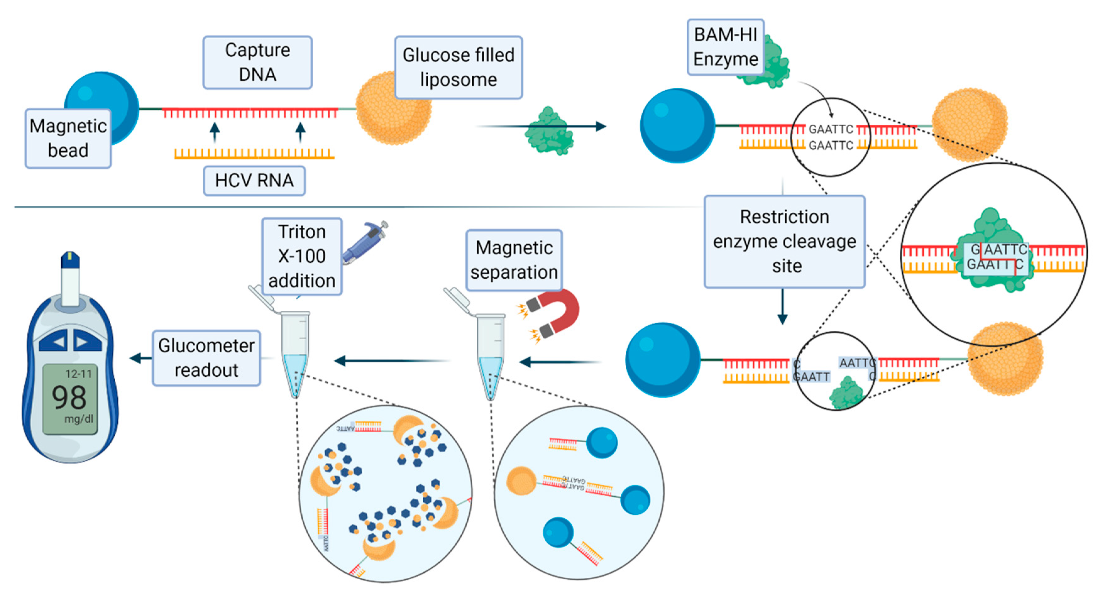 Biology 09 00202 g007