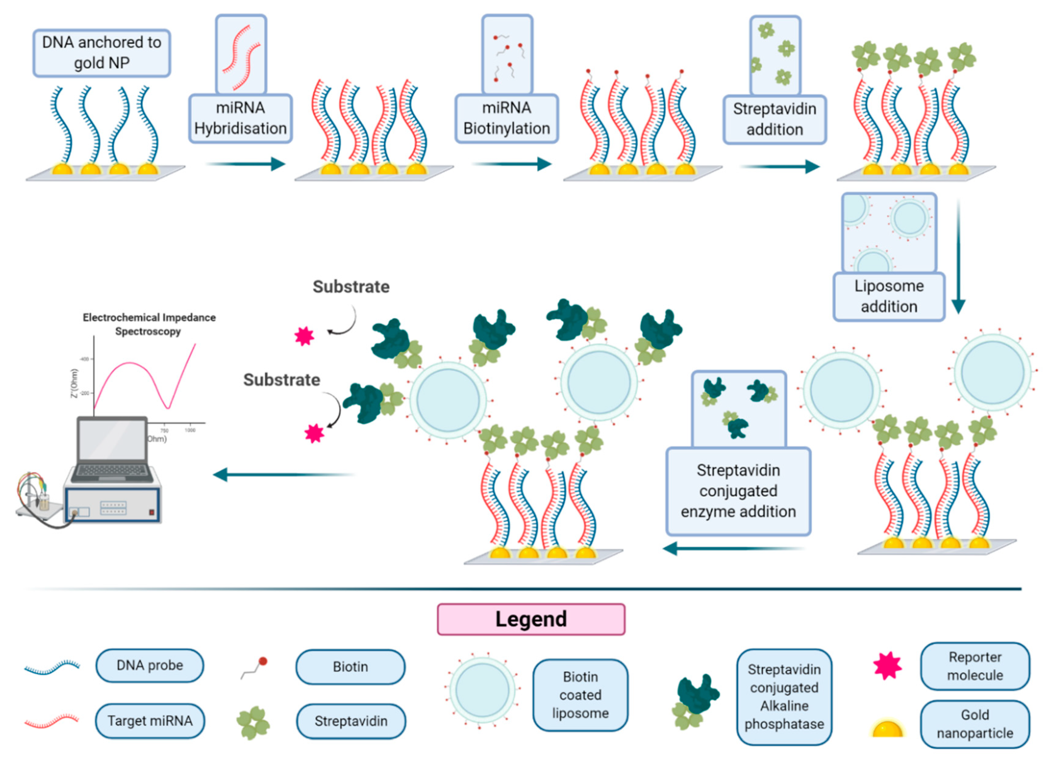 Biology 09 00202 g008