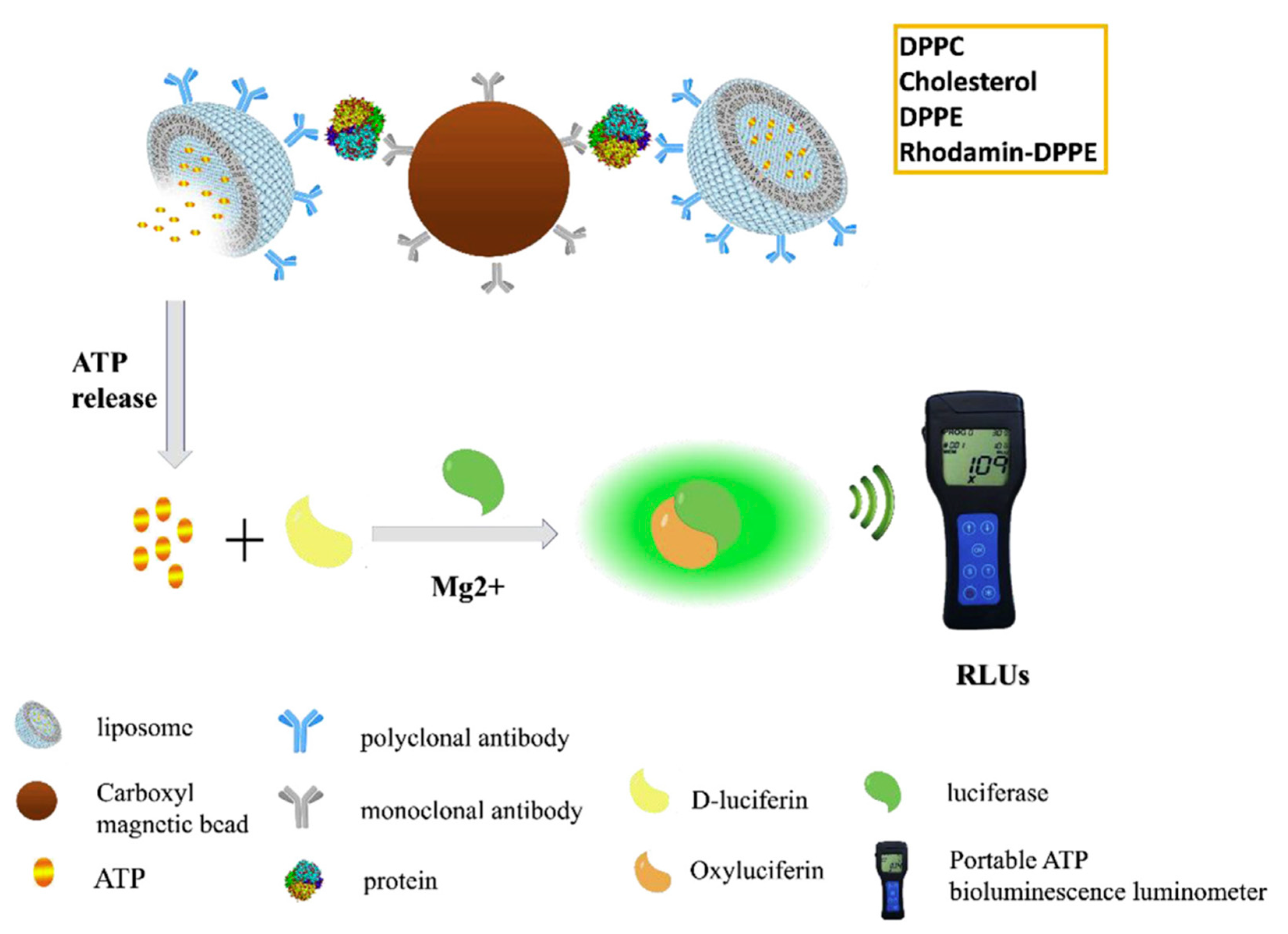 Biology 09 00202 g013