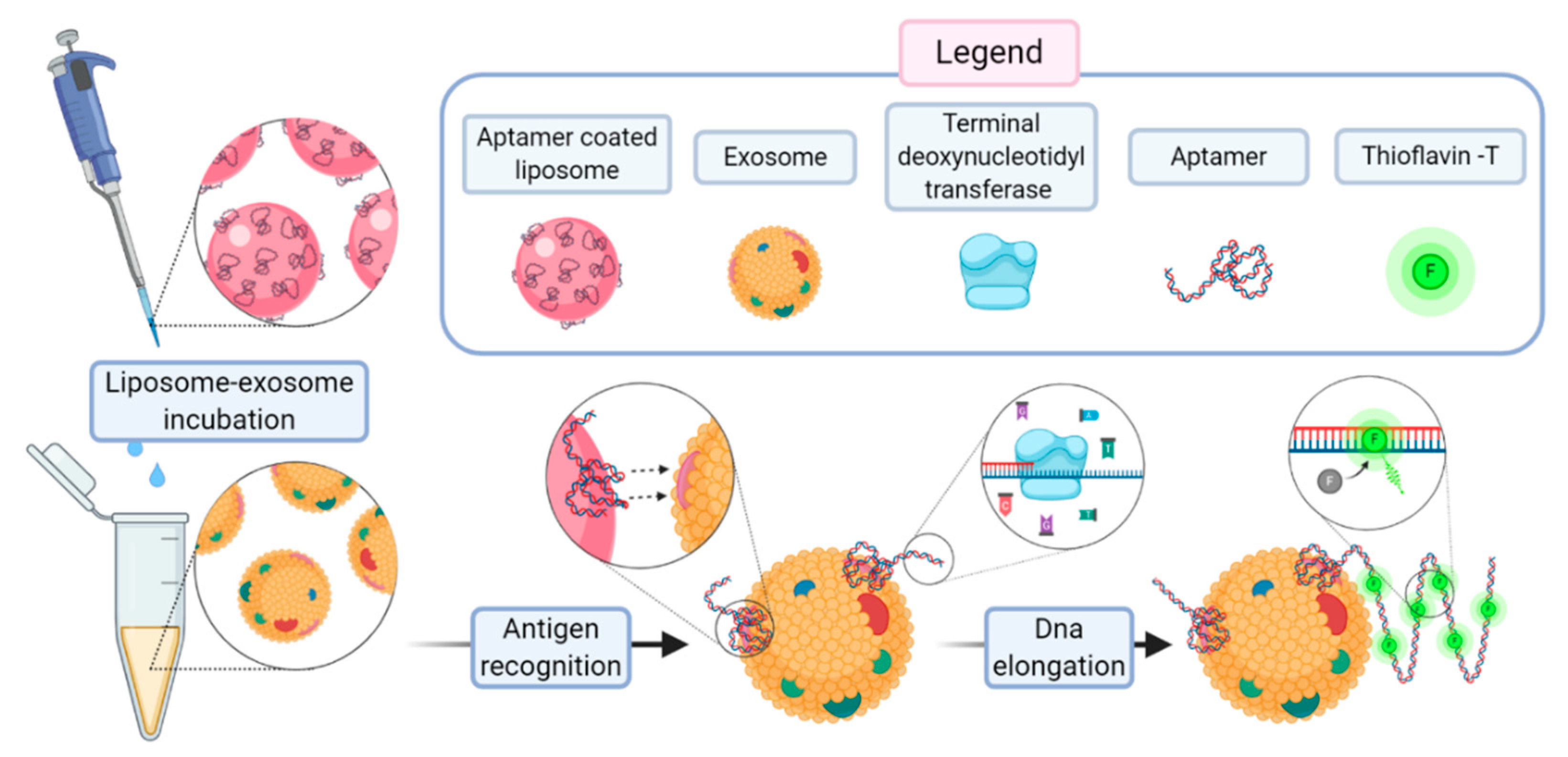 Biology 09 00202 g014
