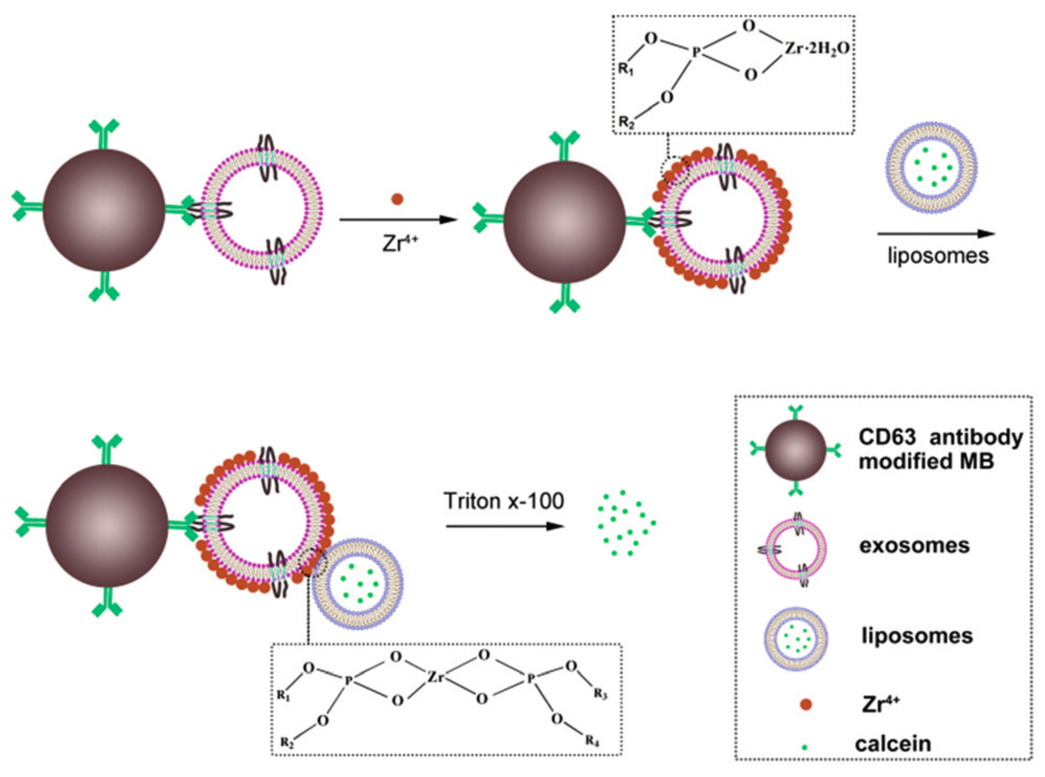 Biology 09 00202 g015