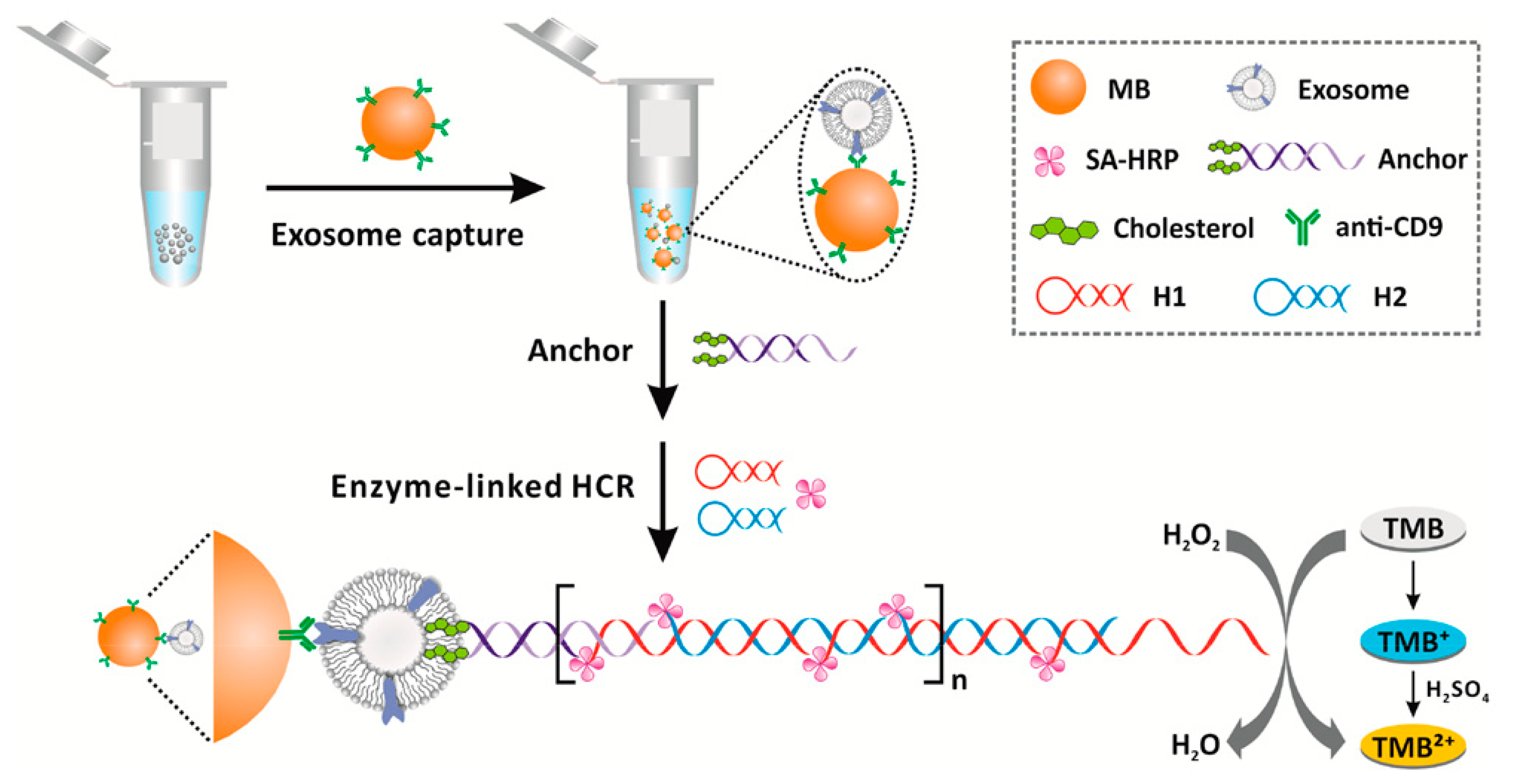 Biology 09 00202 g016
