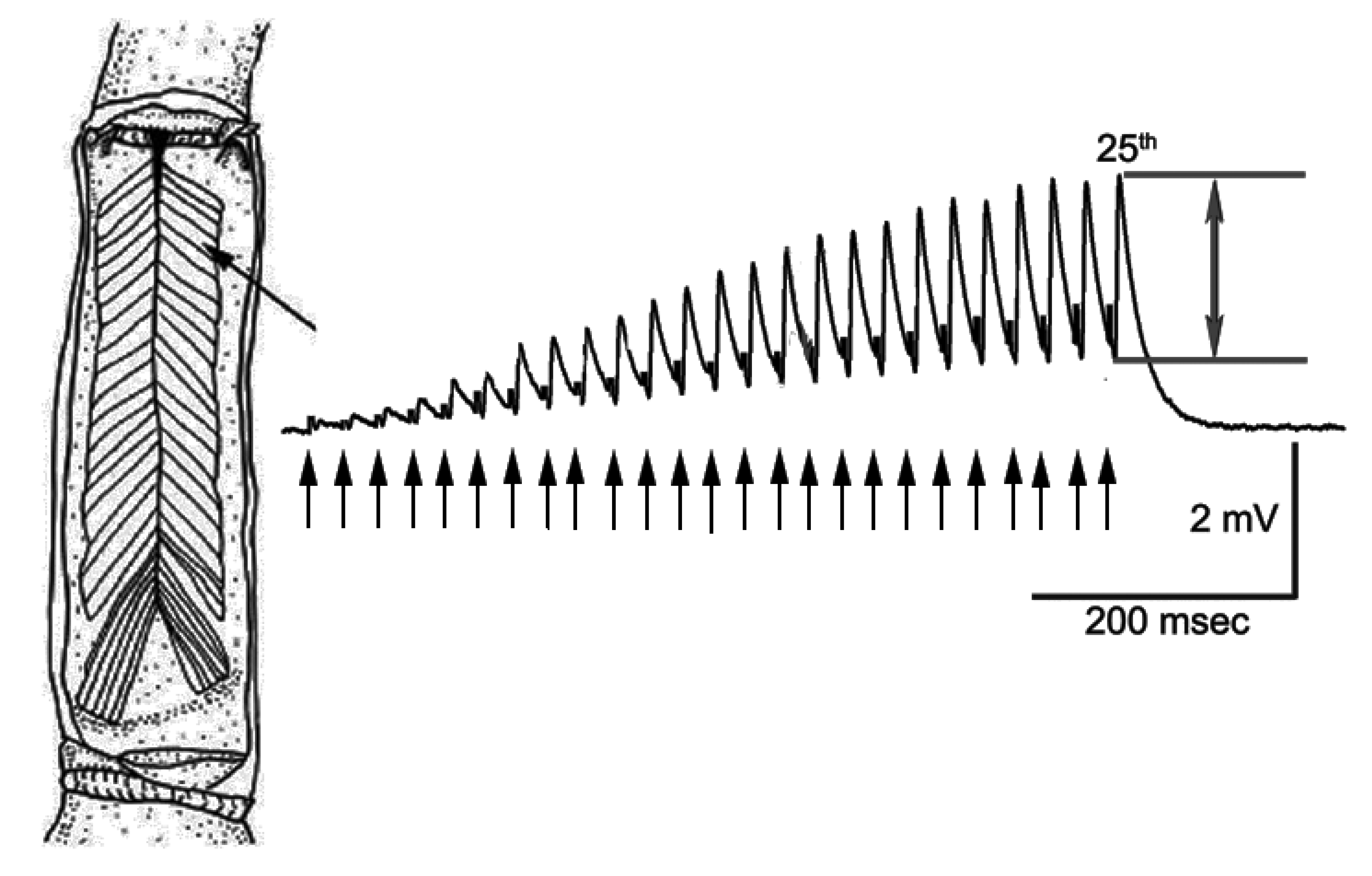 Biology 09 00210 g001
