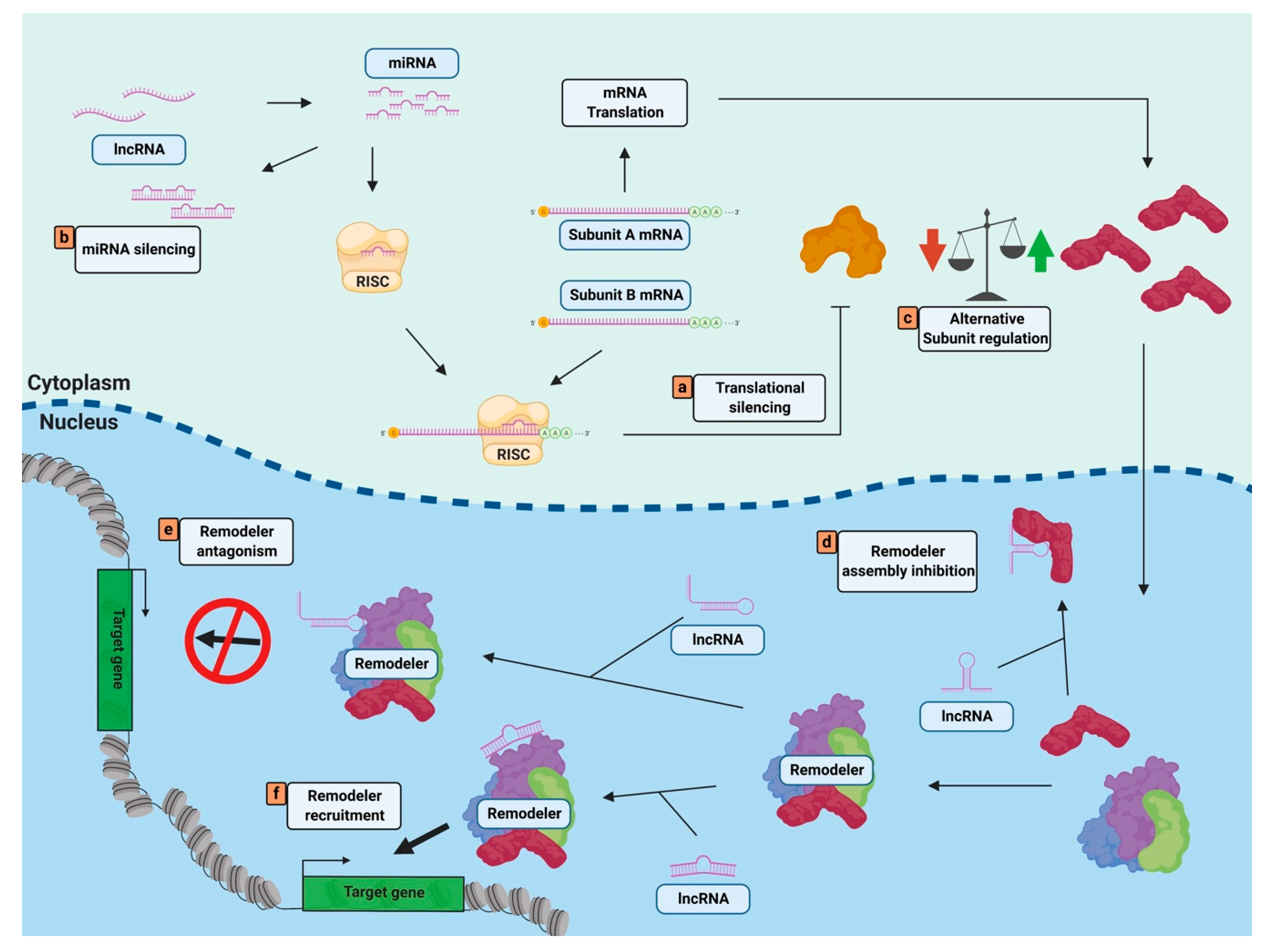 Biology 09 00213 g001