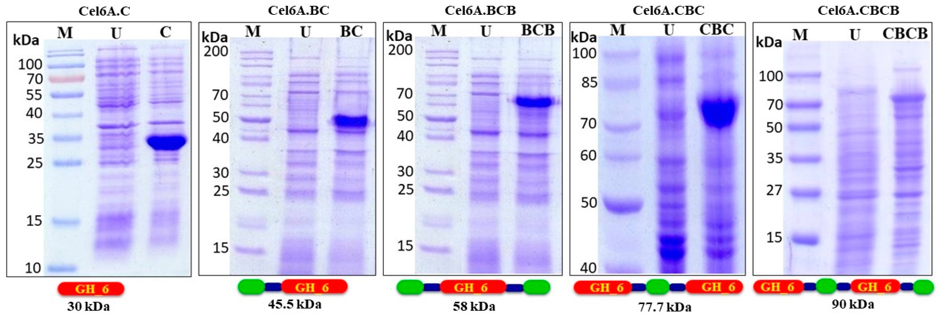 Biology 09 00214 g001