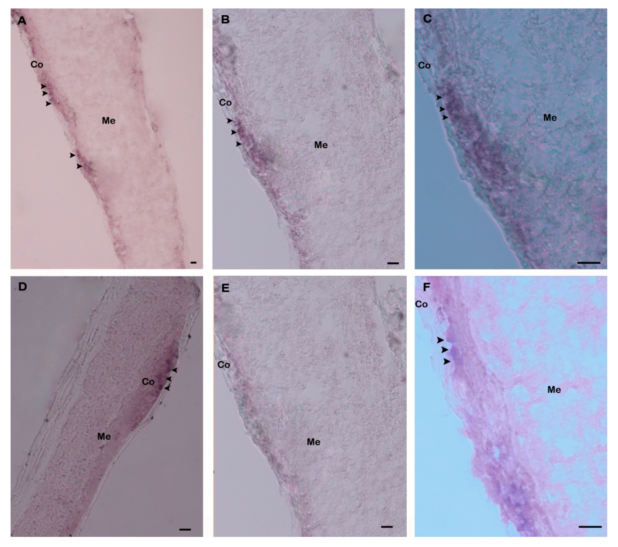 Biology 09 00216 g008 Biology 09 00216 g008