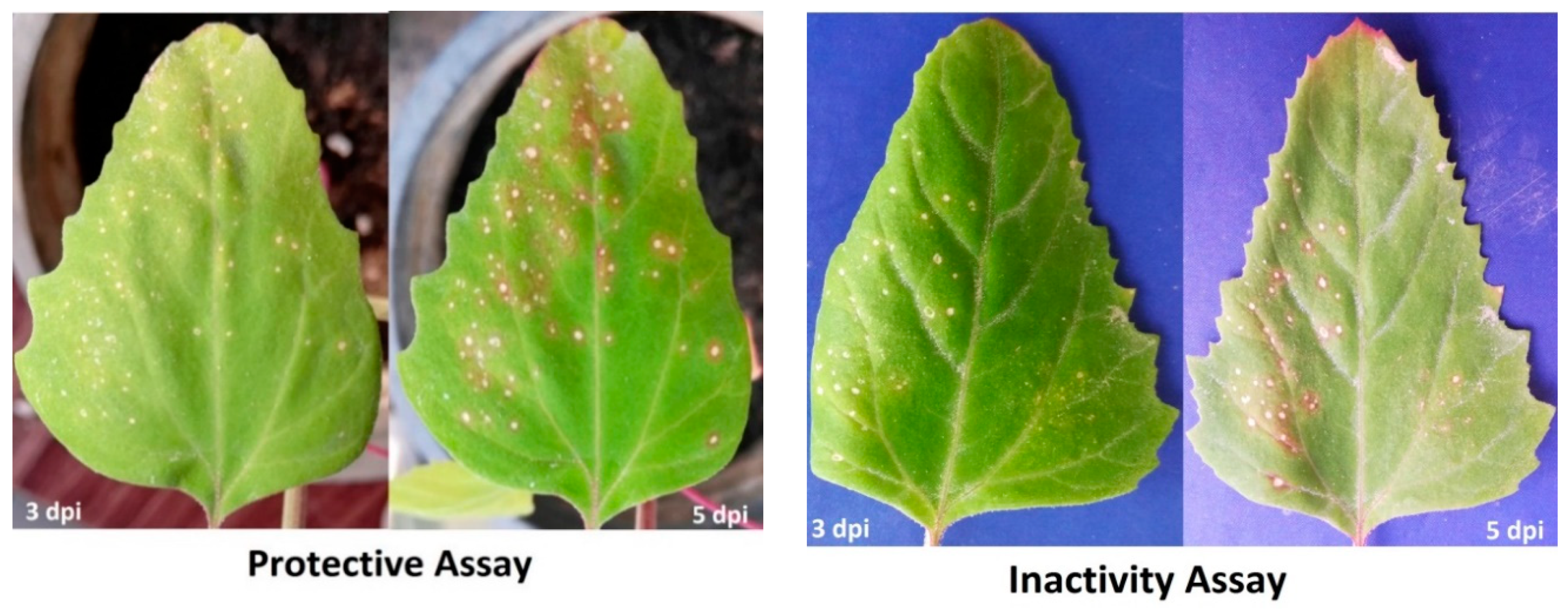 Biology 09 00248 g002