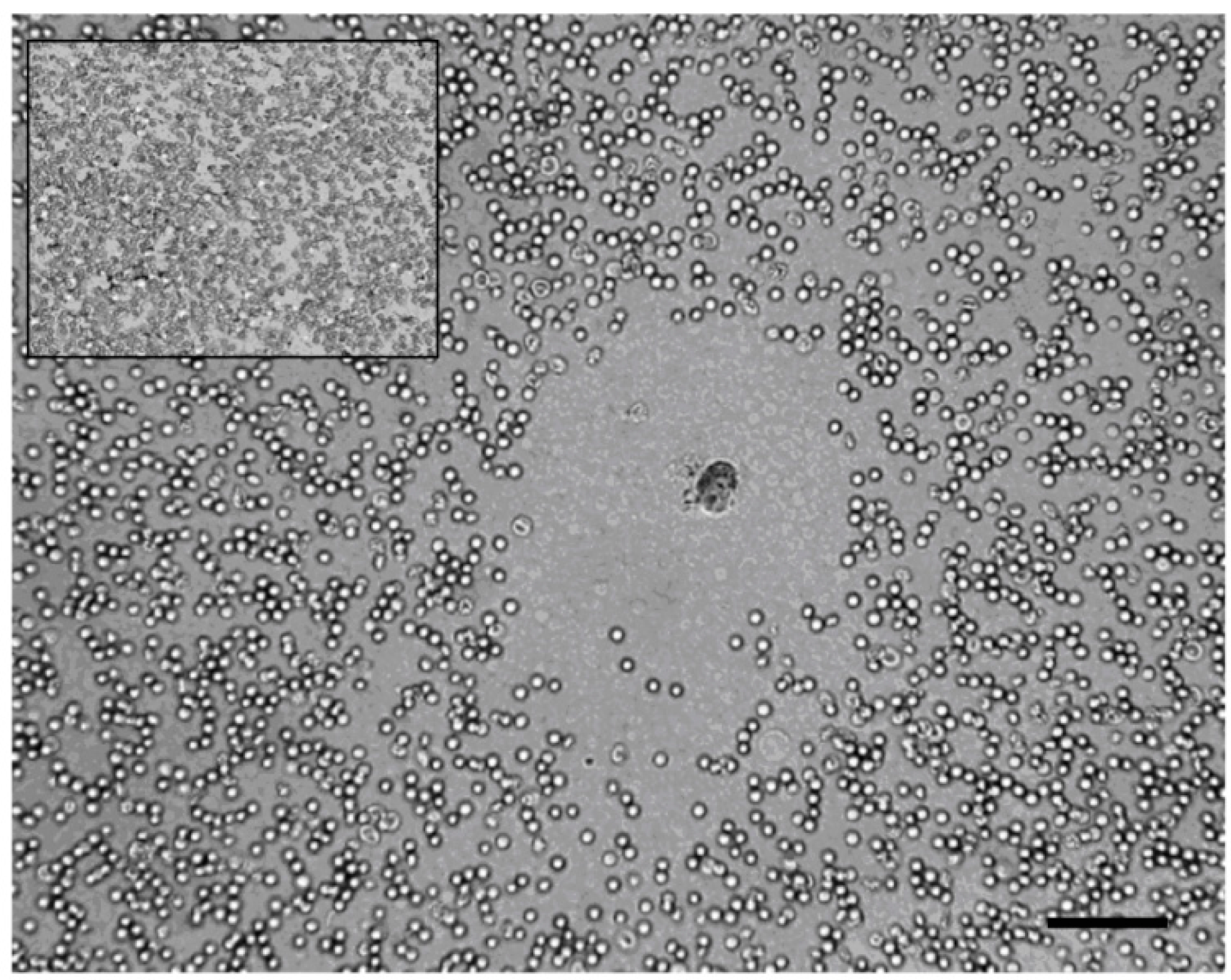 Biology 09 00283 g003