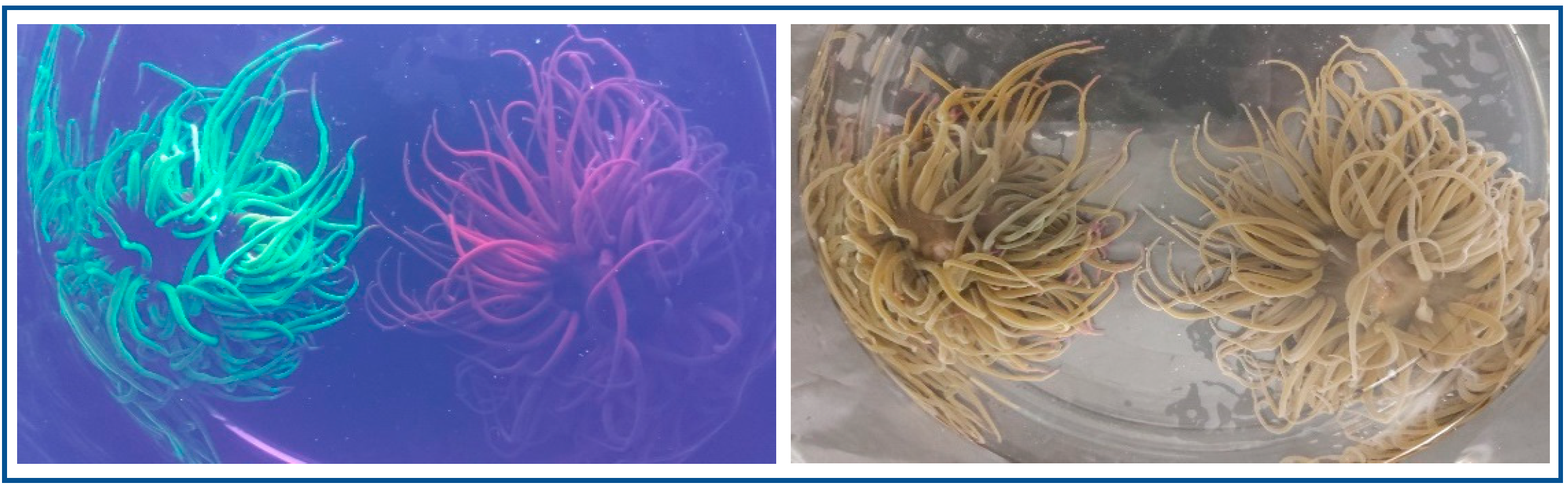 Biology 09 00283 g005