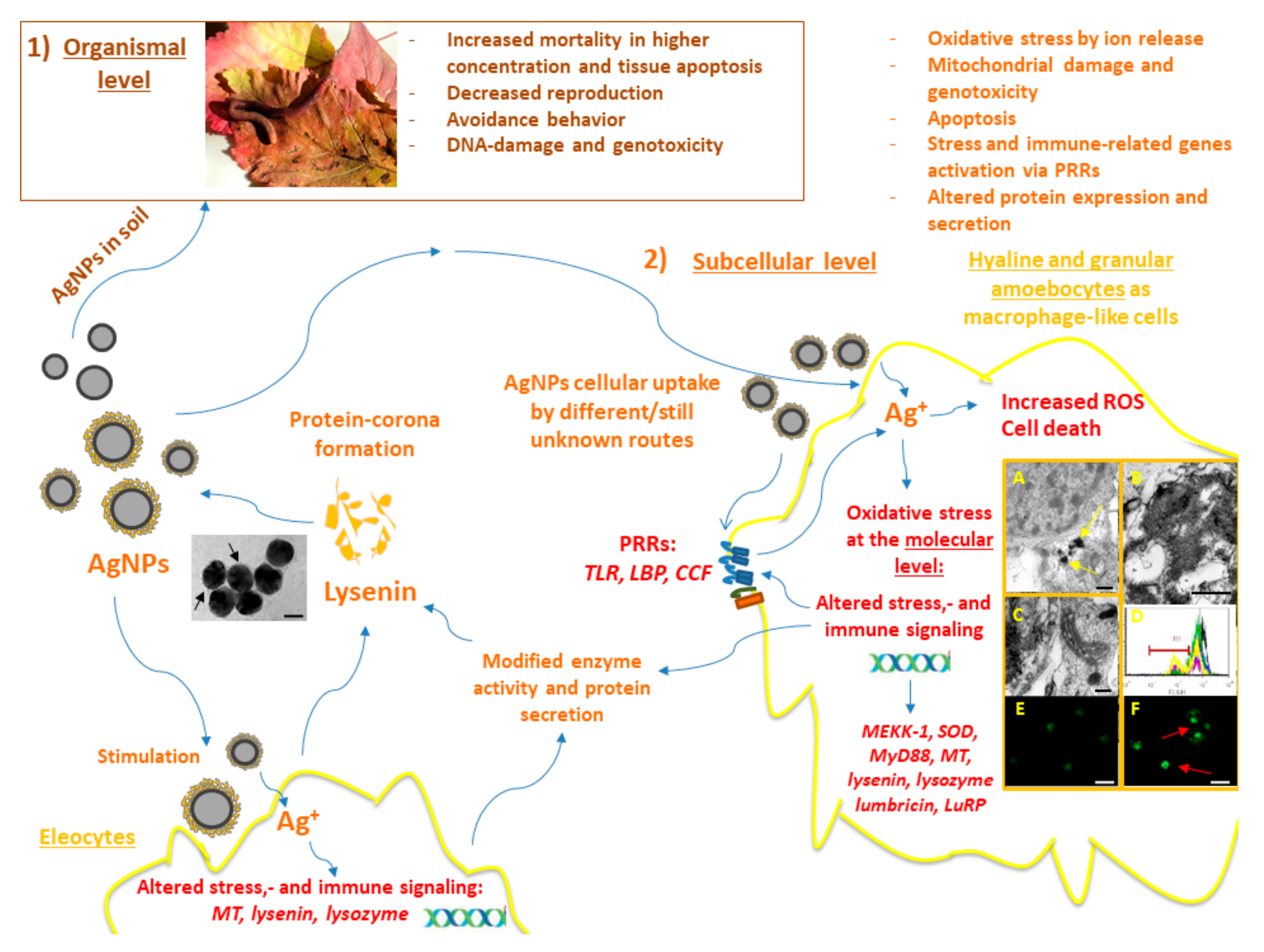 Biology 09 00307 g001