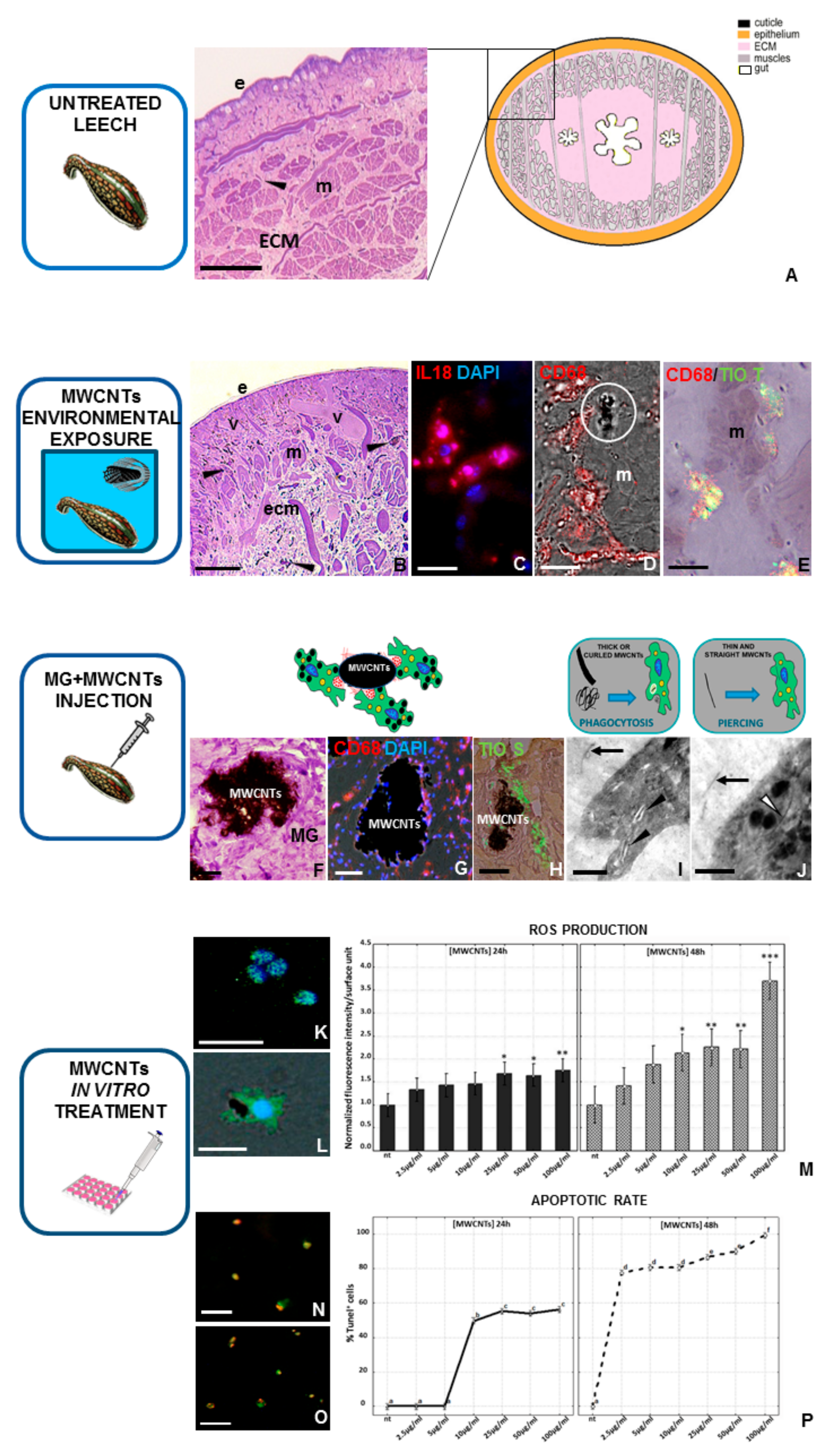 Biology 09 00307 g003