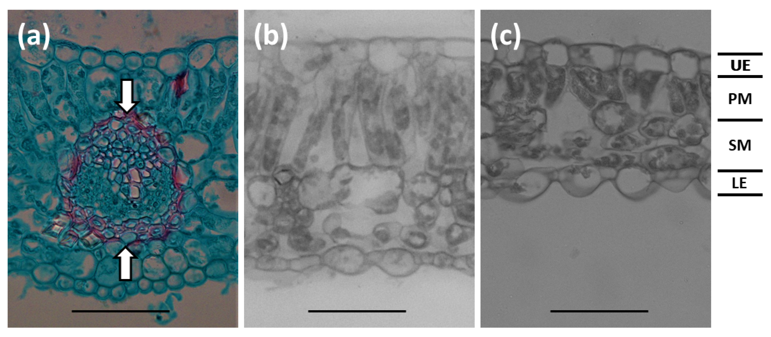 Biology 09 00333 g005