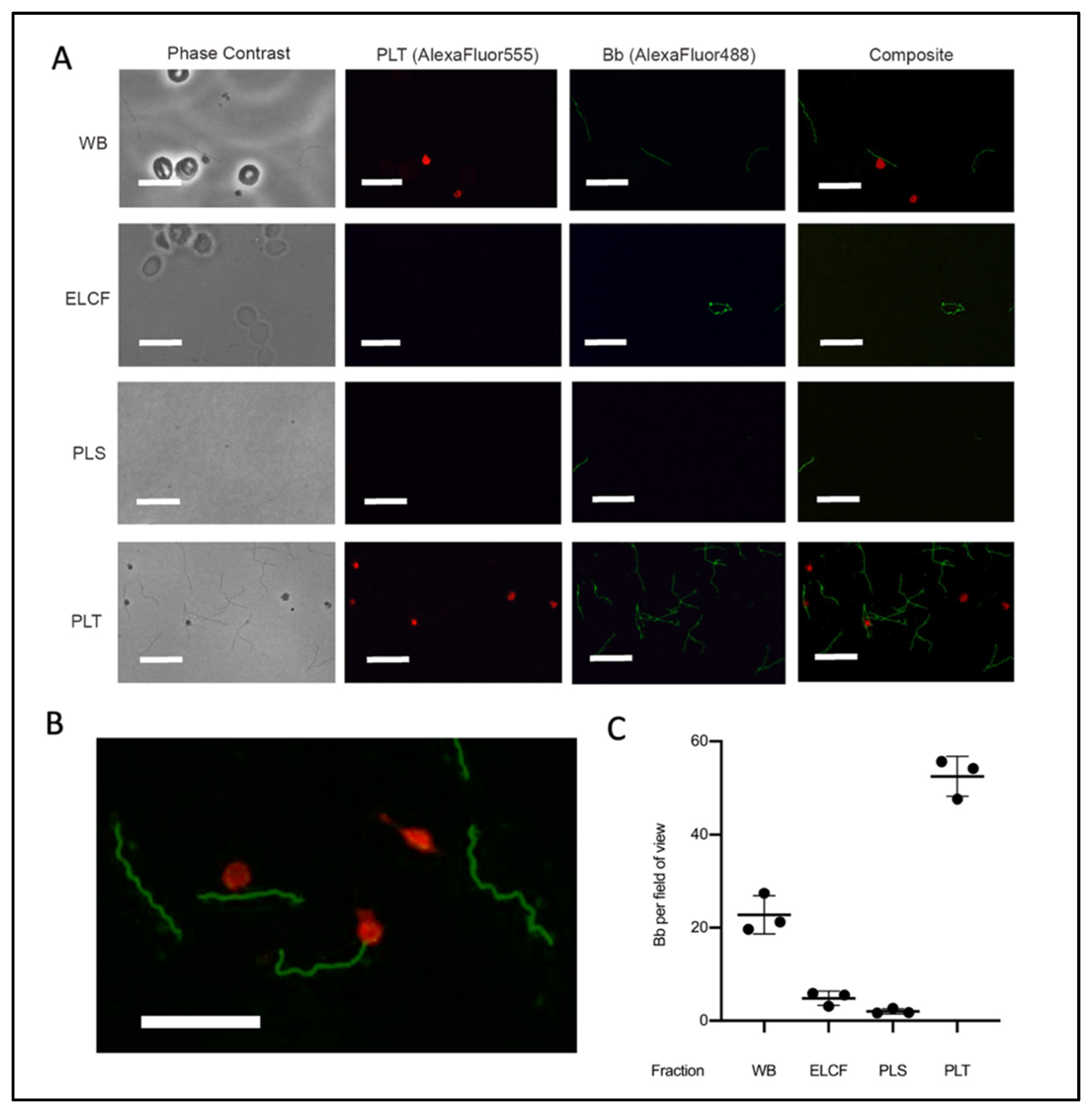 Biology 09 00366 g005