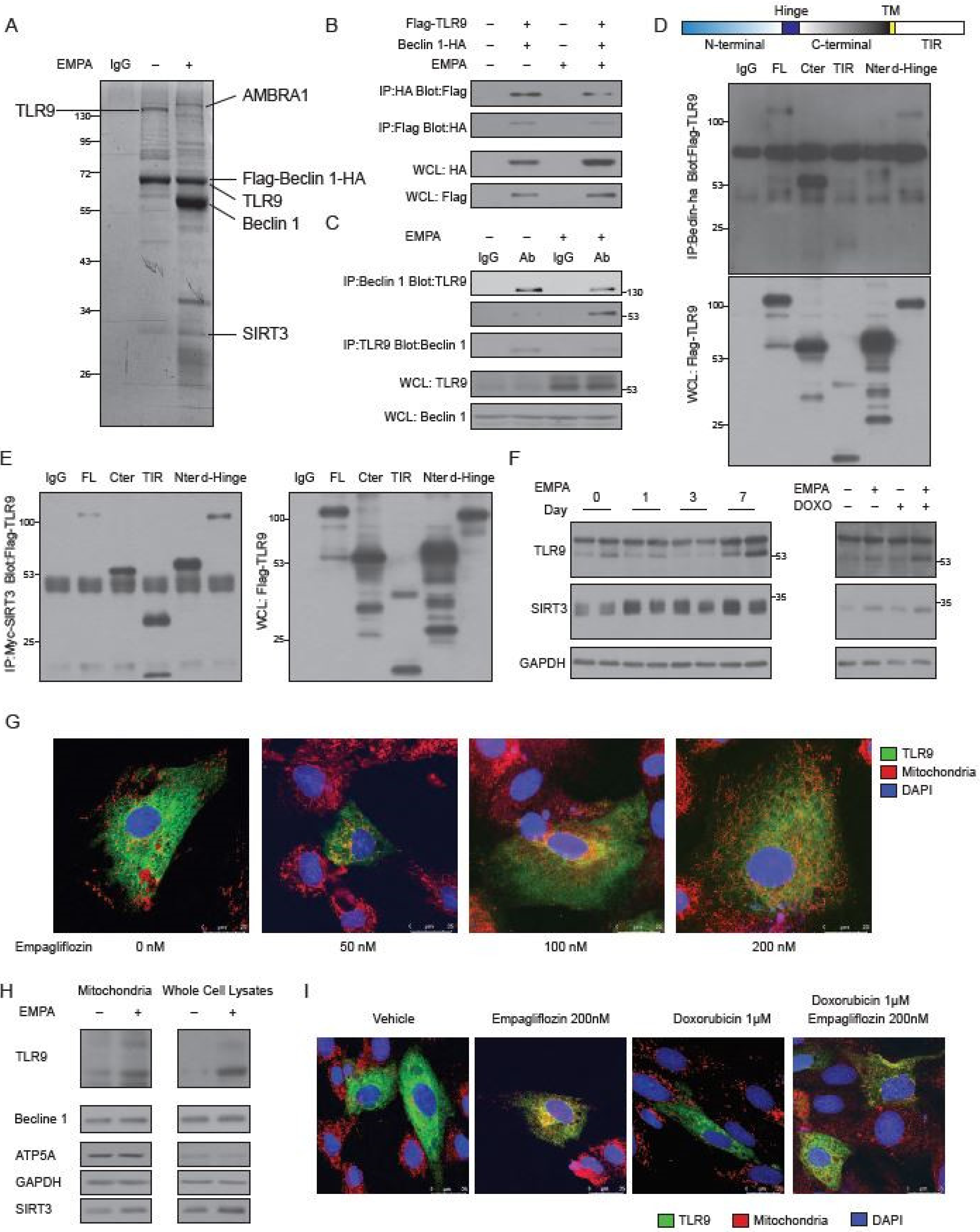 Biology 09 00369 g004