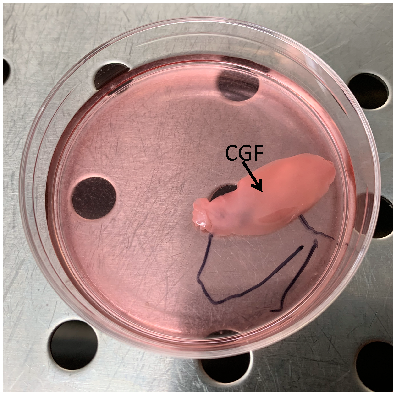 Biology 09 00370 g001