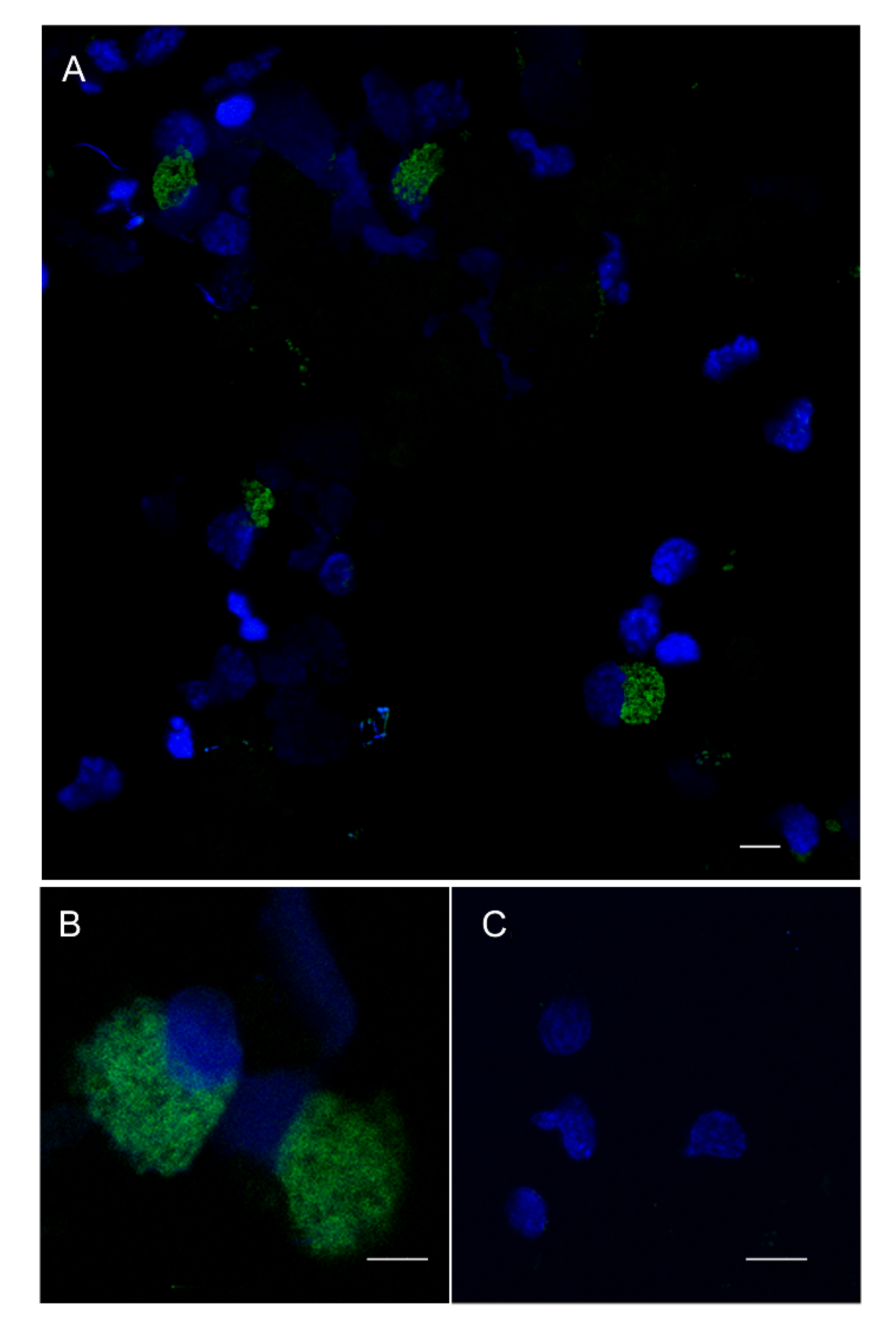 Biology 09 00371 g007