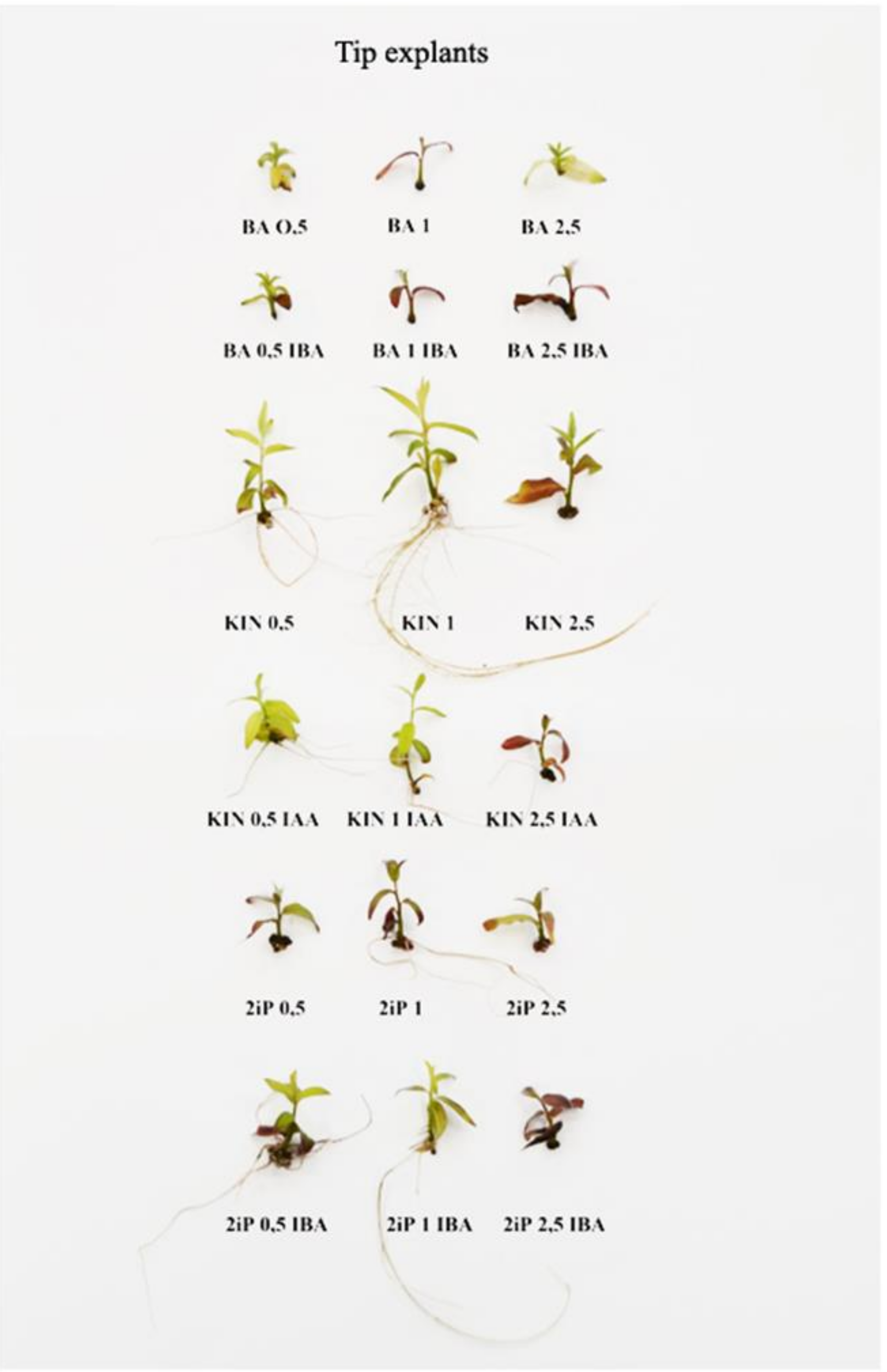 Biology 09 00378 g001