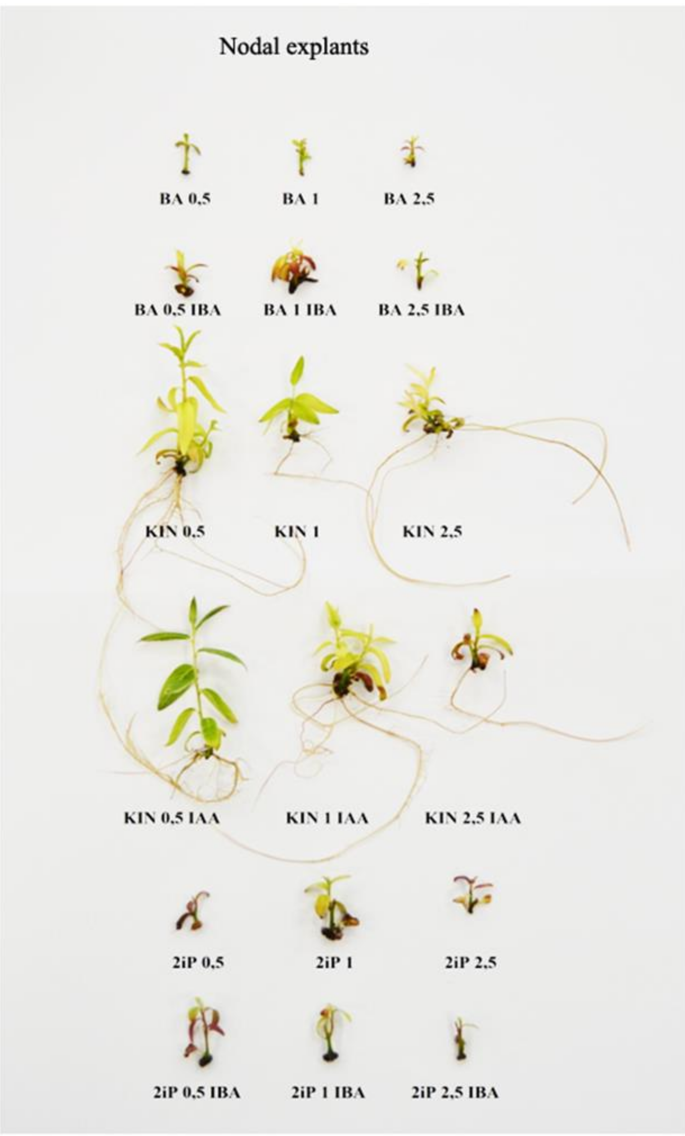 Biology 09 00378 g002