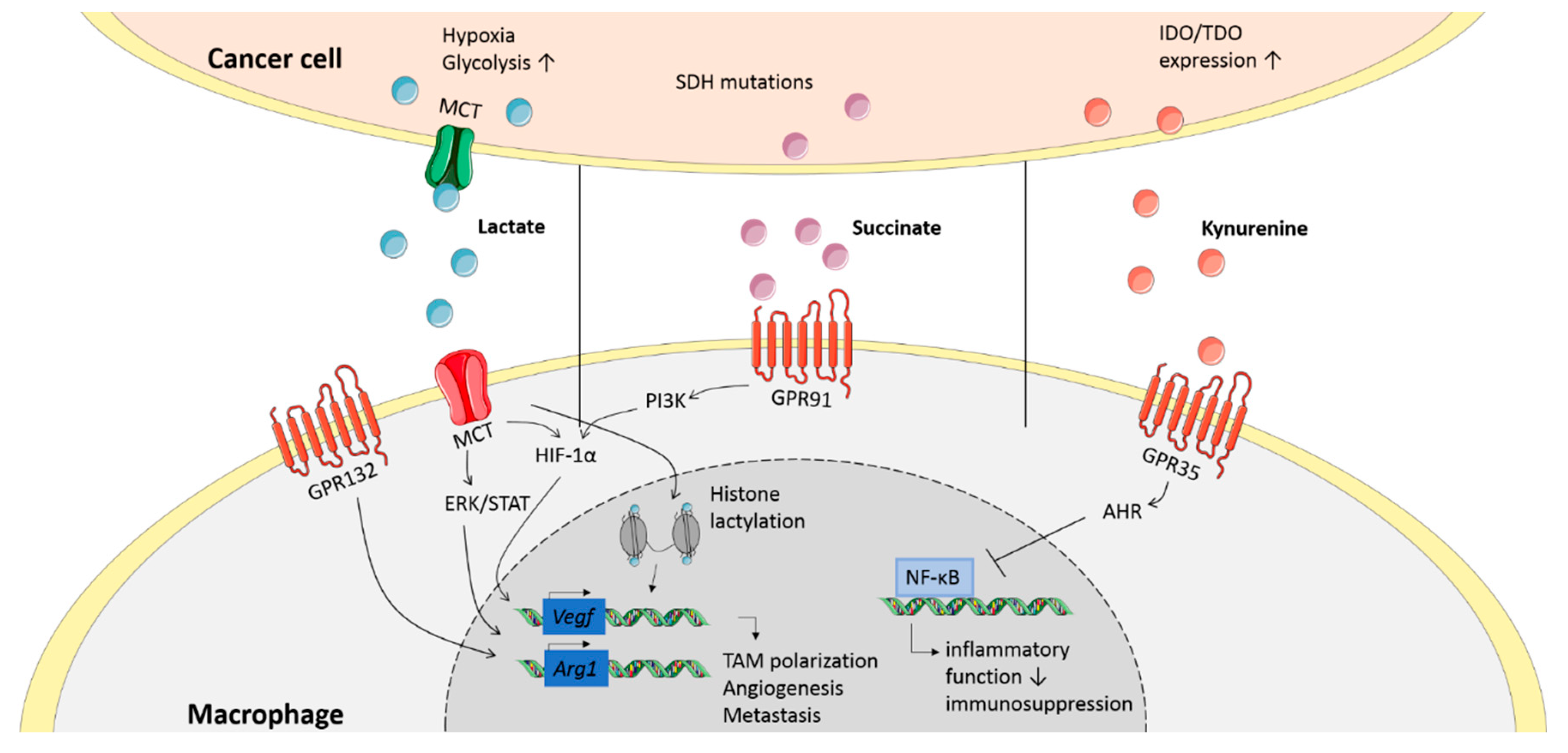 Biology 09 00380 g002 Biology 09 00380 g002