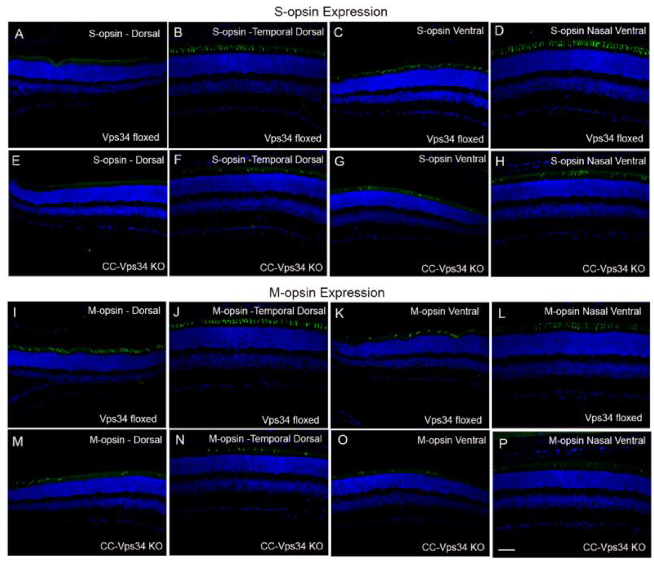 Biology 09 00384 g004