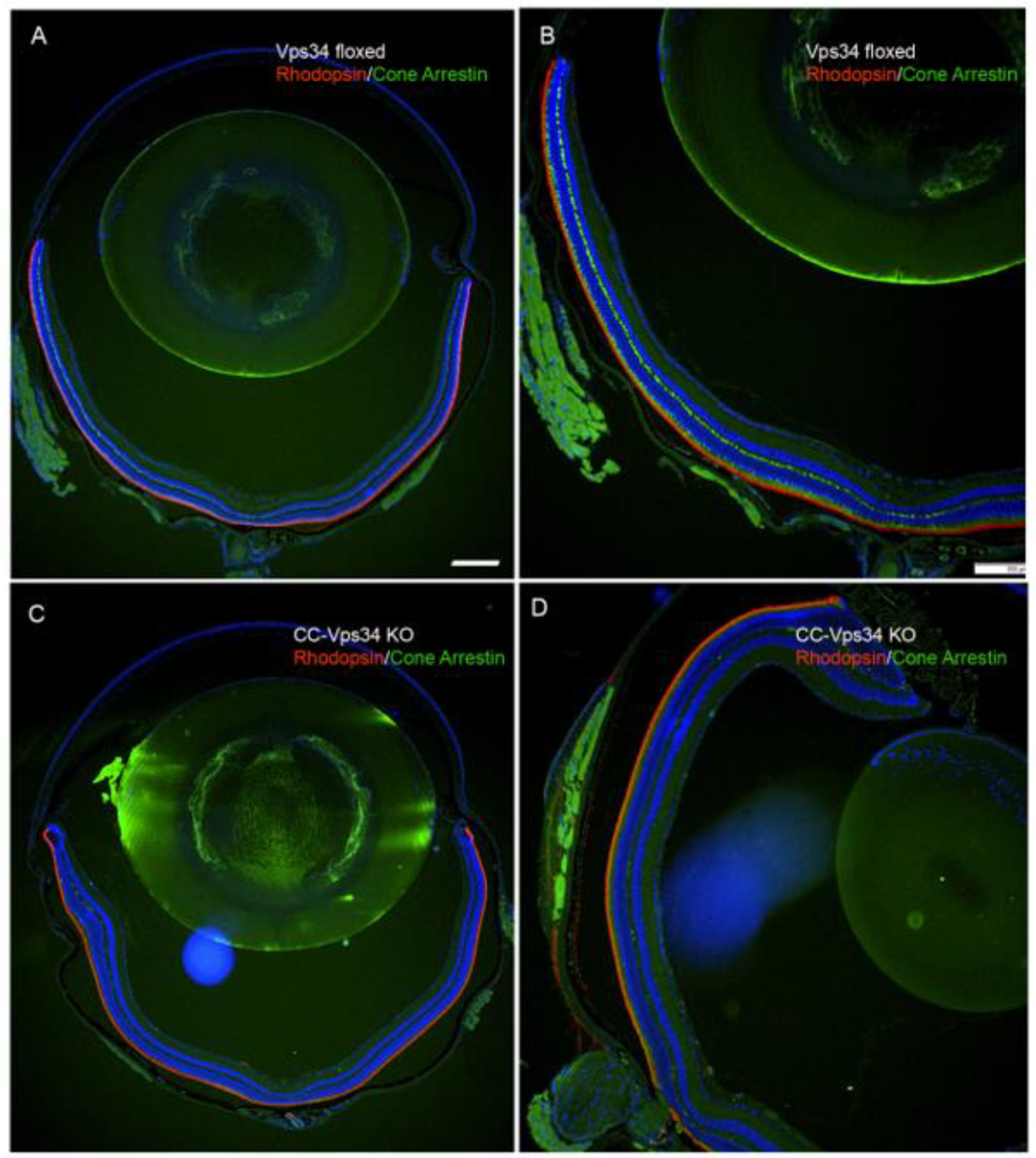 Biology 09 00384 g006
