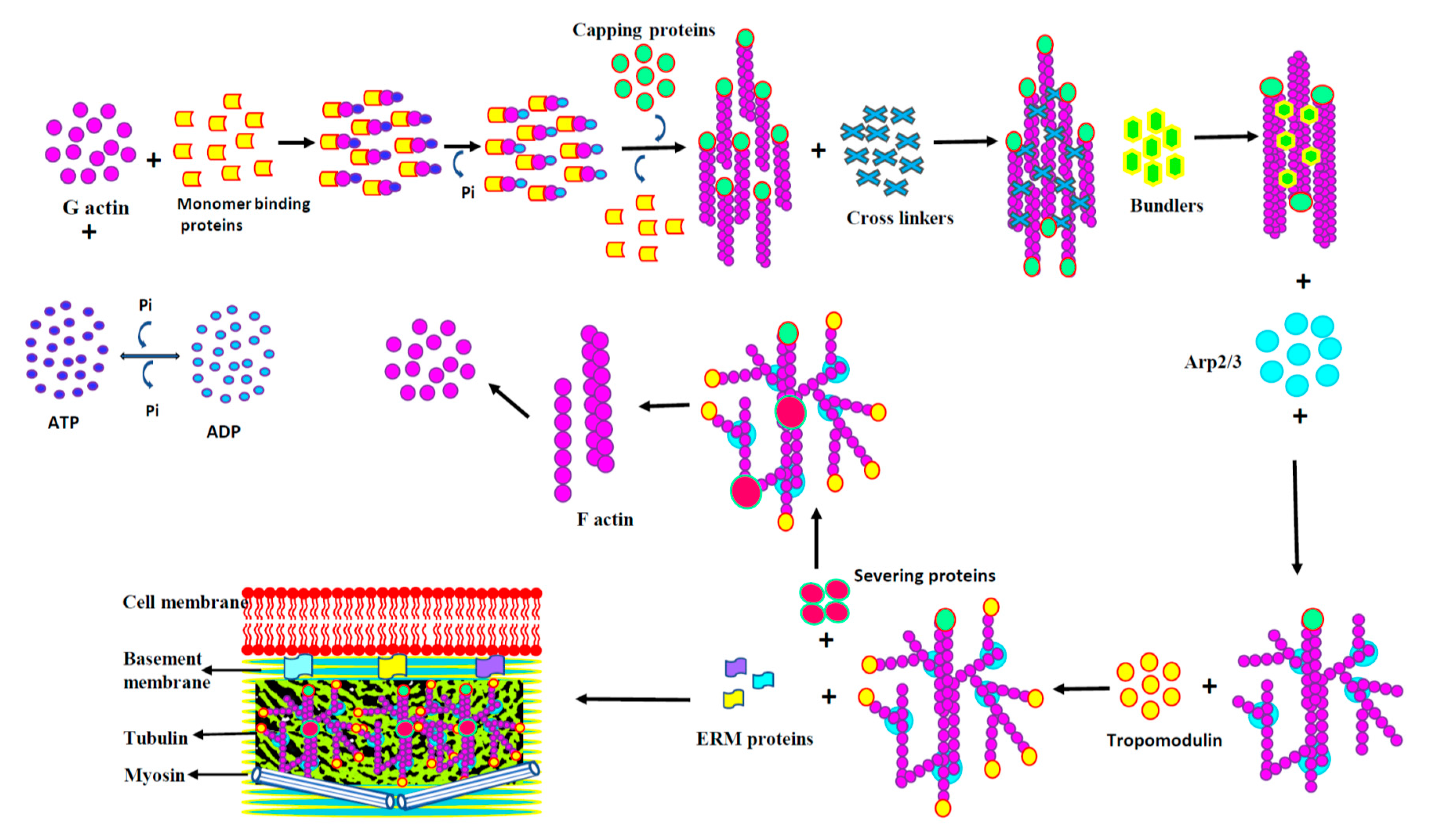 Biology 09 00385 g004