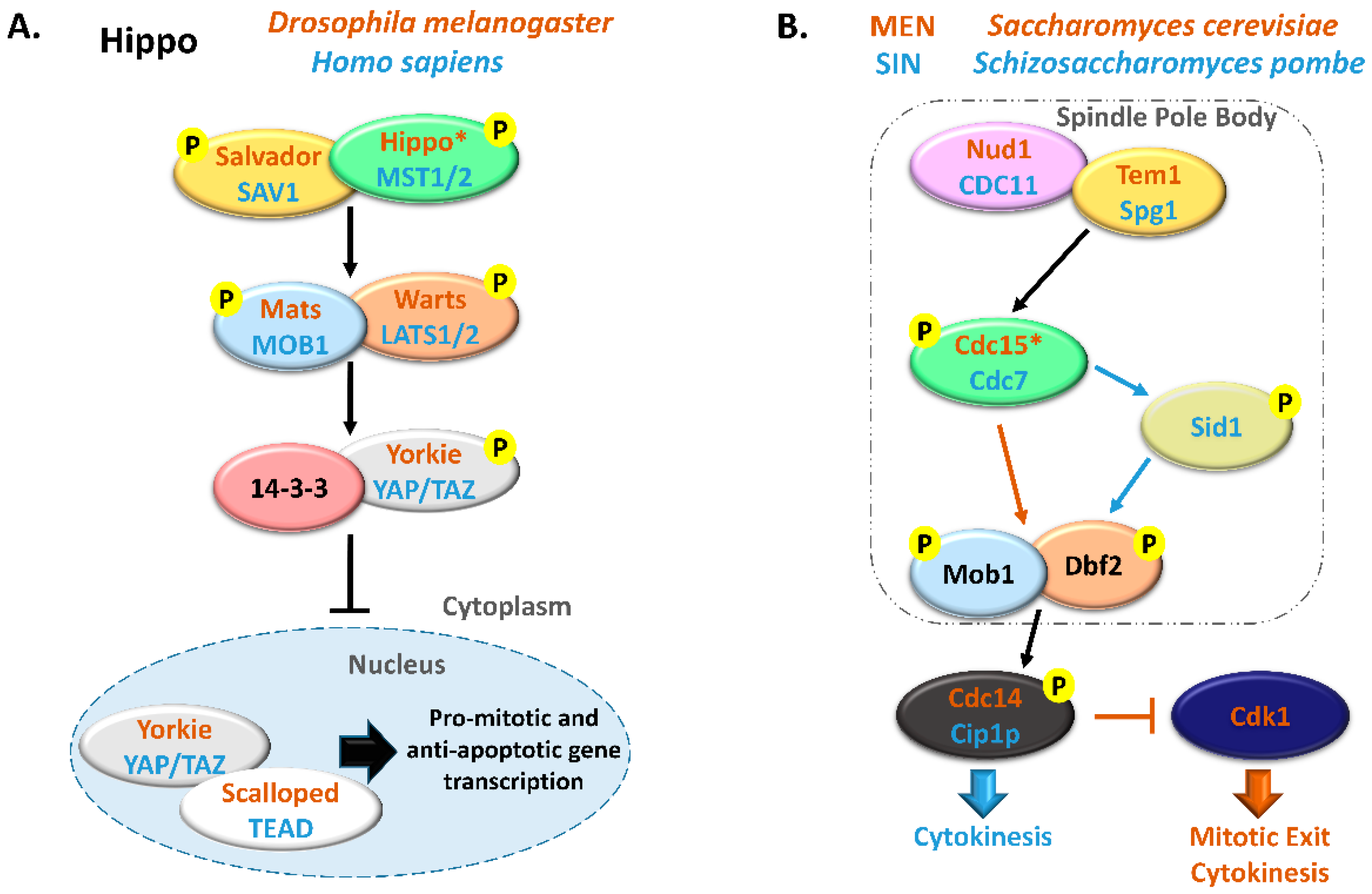 Biology 09 00413 g001