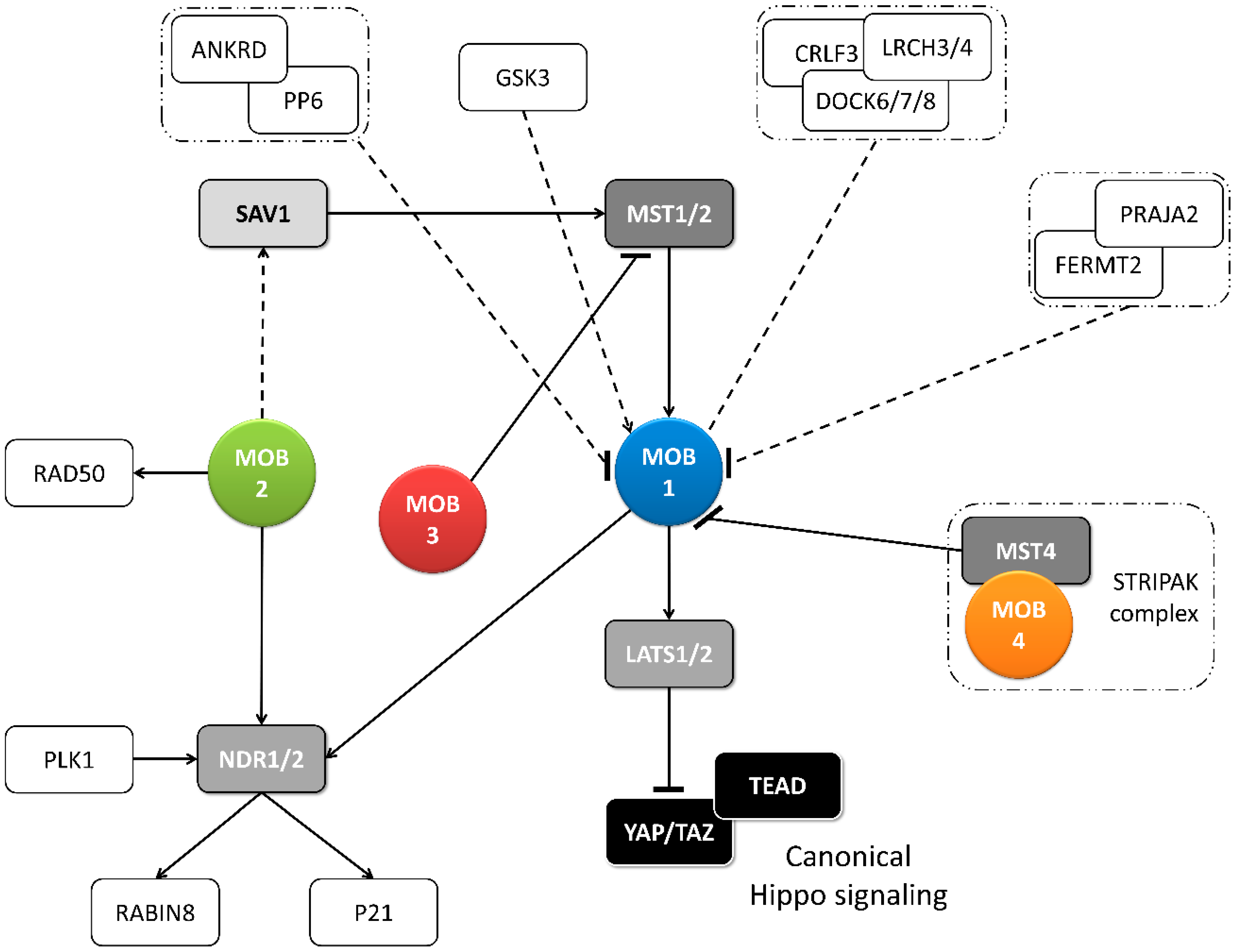 Biology 09 00413 g002