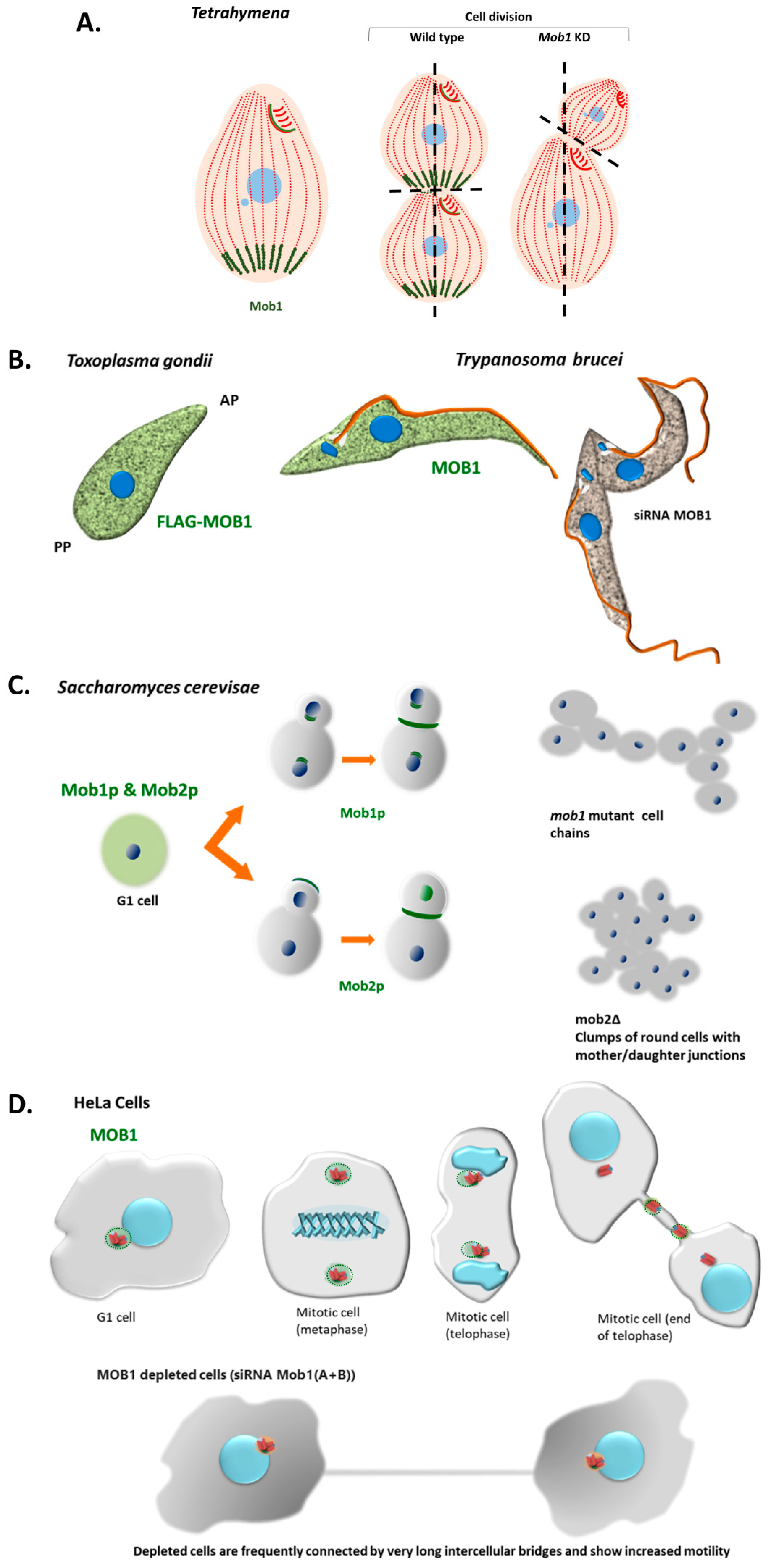 Biology 09 00413 g005