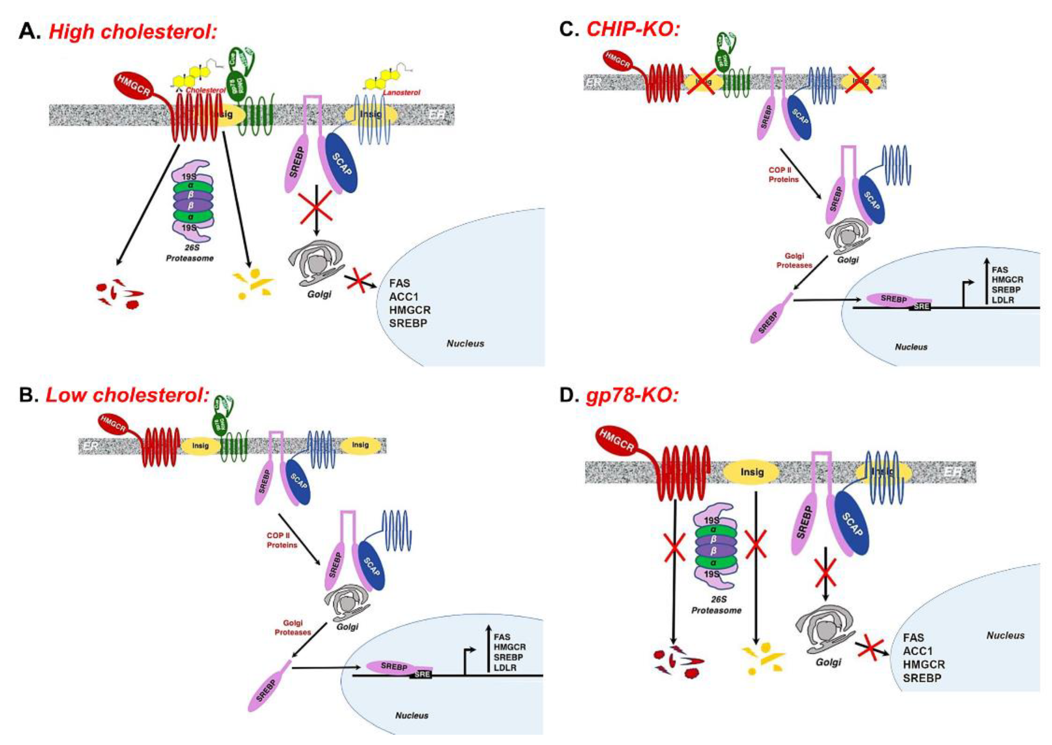 Biology 09 00419 g001