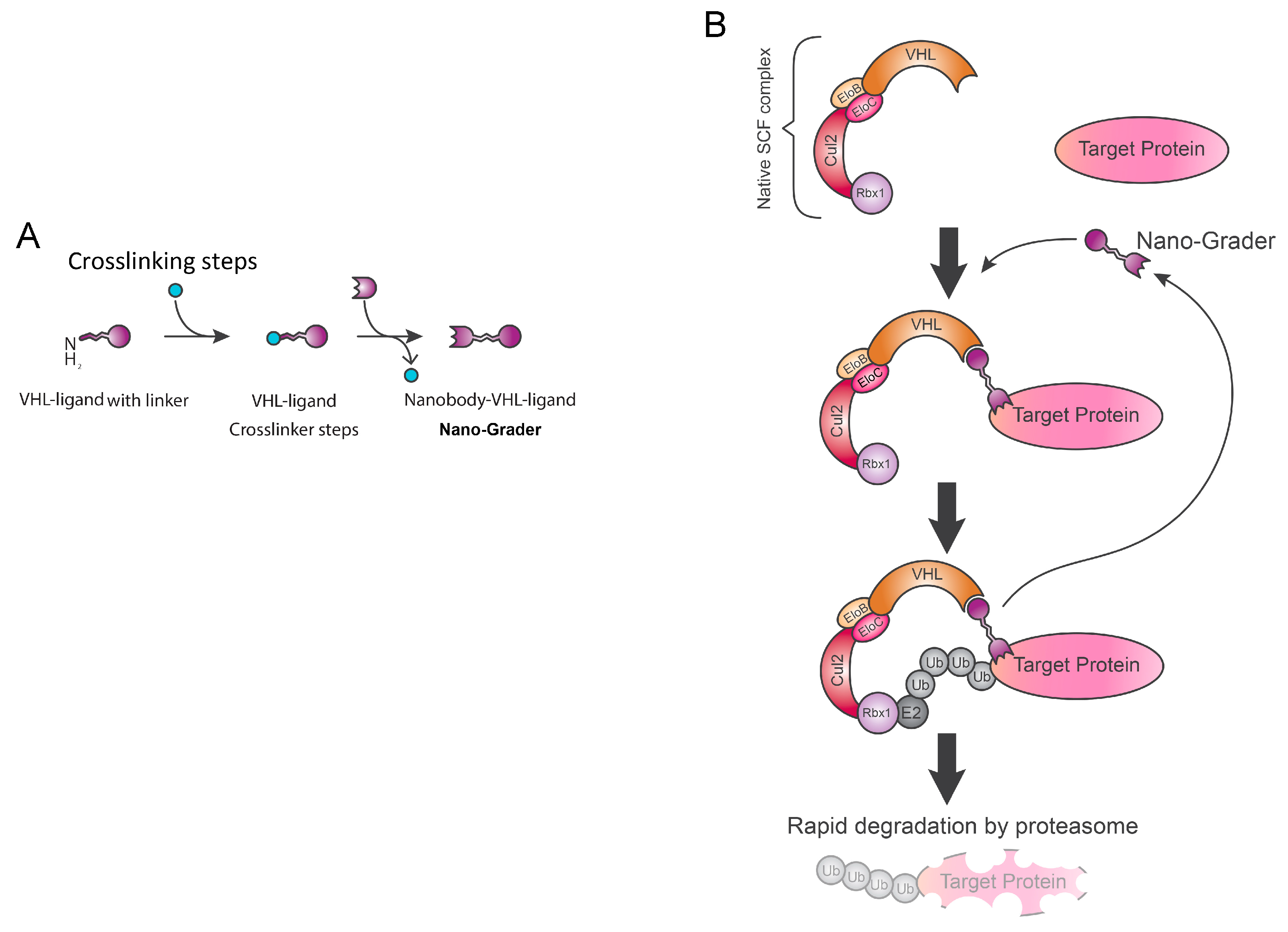 Biology 09 00421 g005 Biology 09 00421 g005