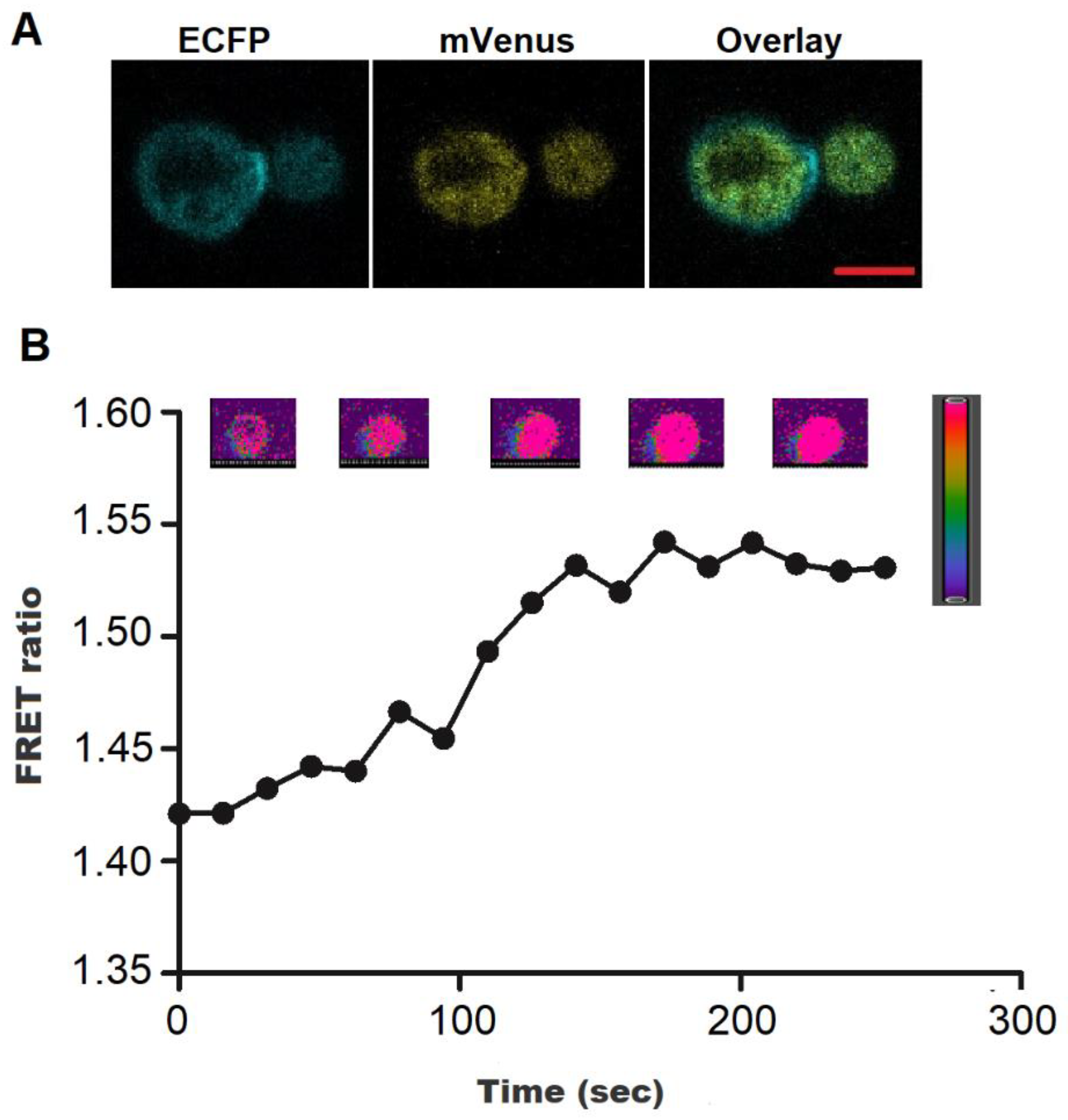 Biology 09 00430 g005