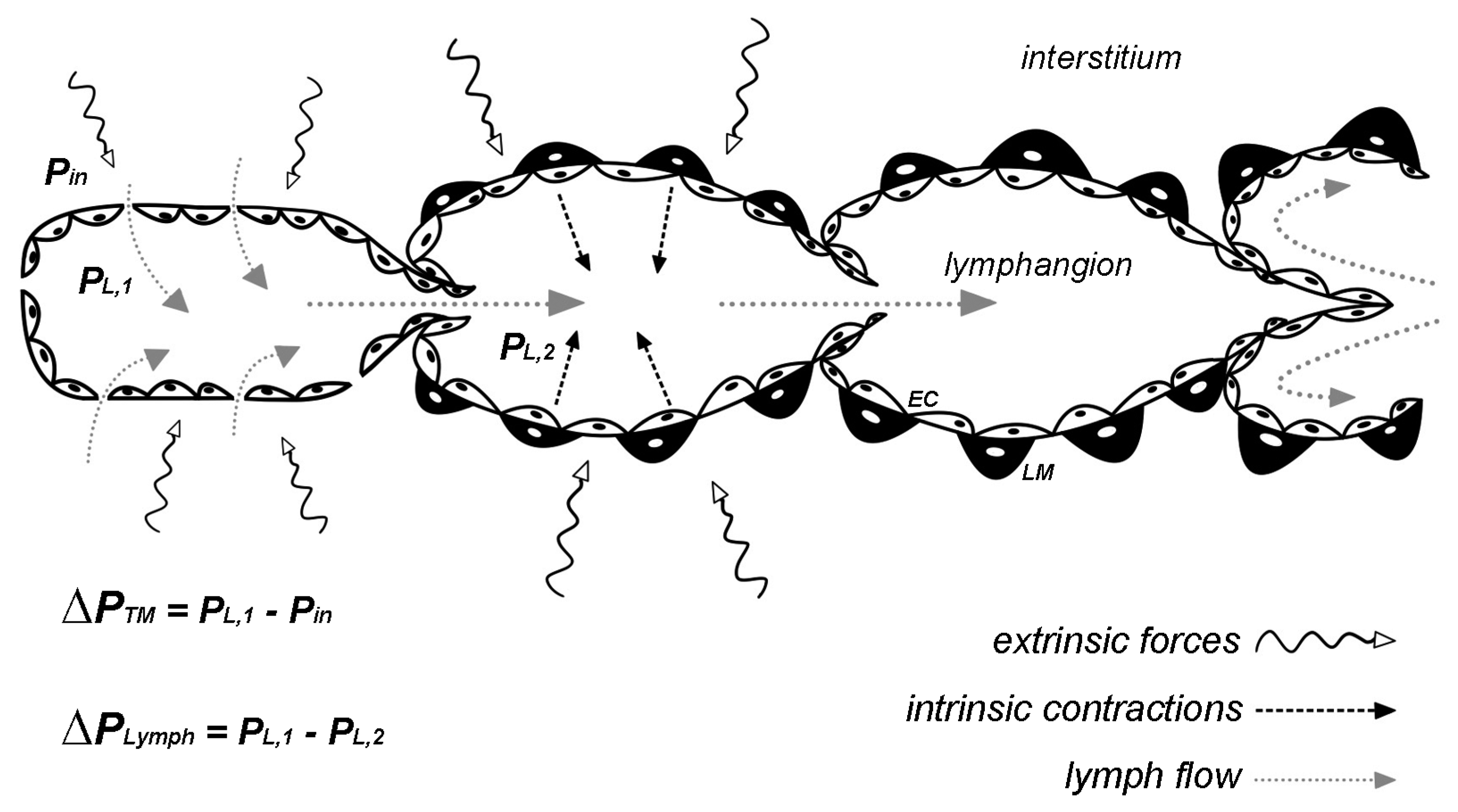 Biology 09 00463 g001