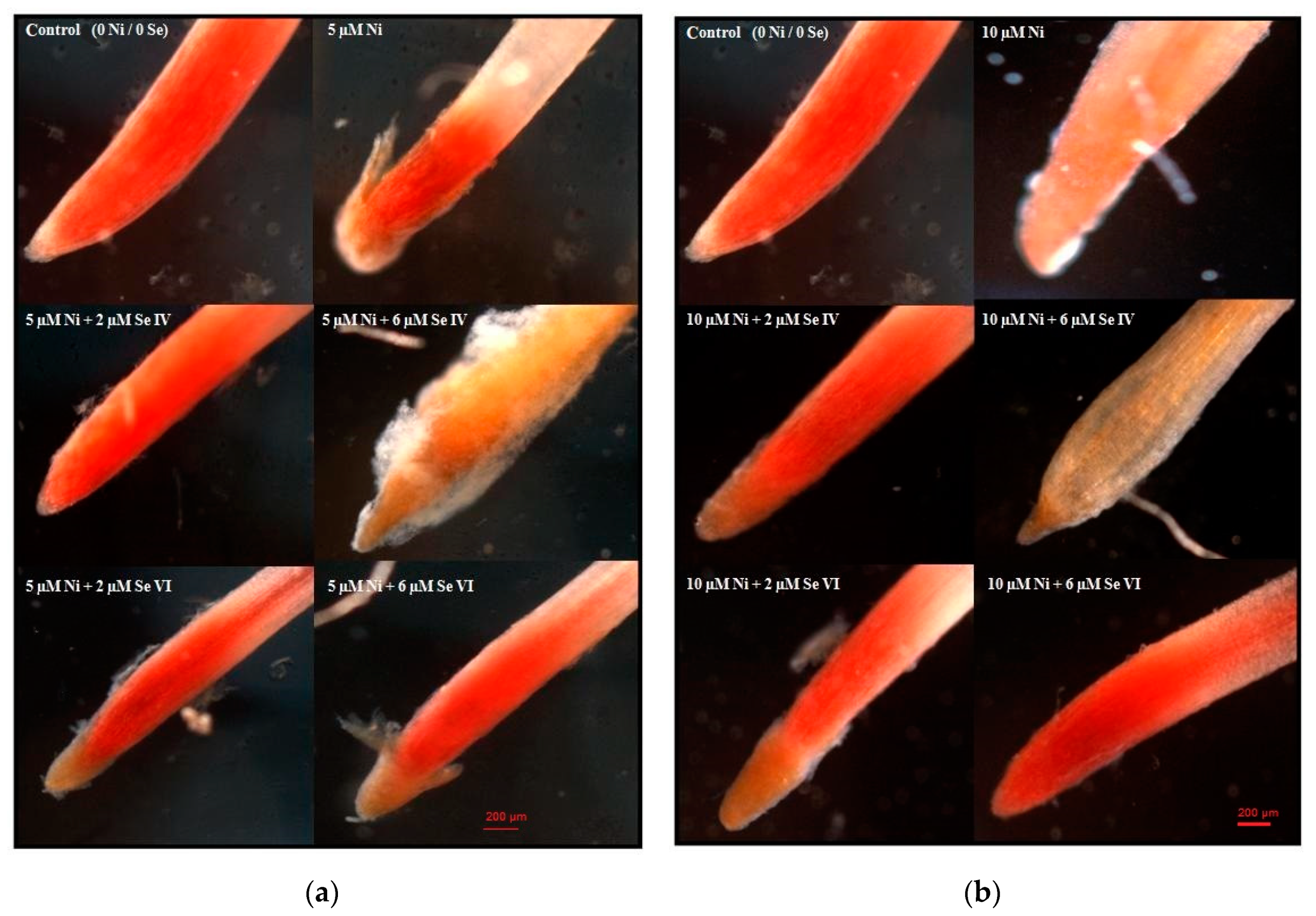 Biology 09 00465 g004