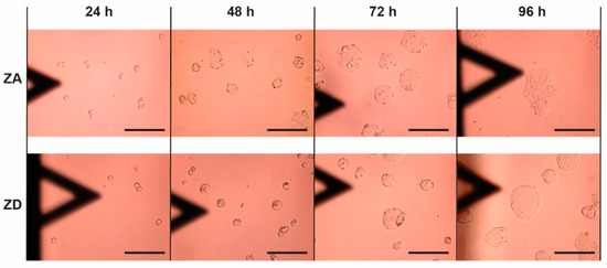 Biology 09 00468 g0a2