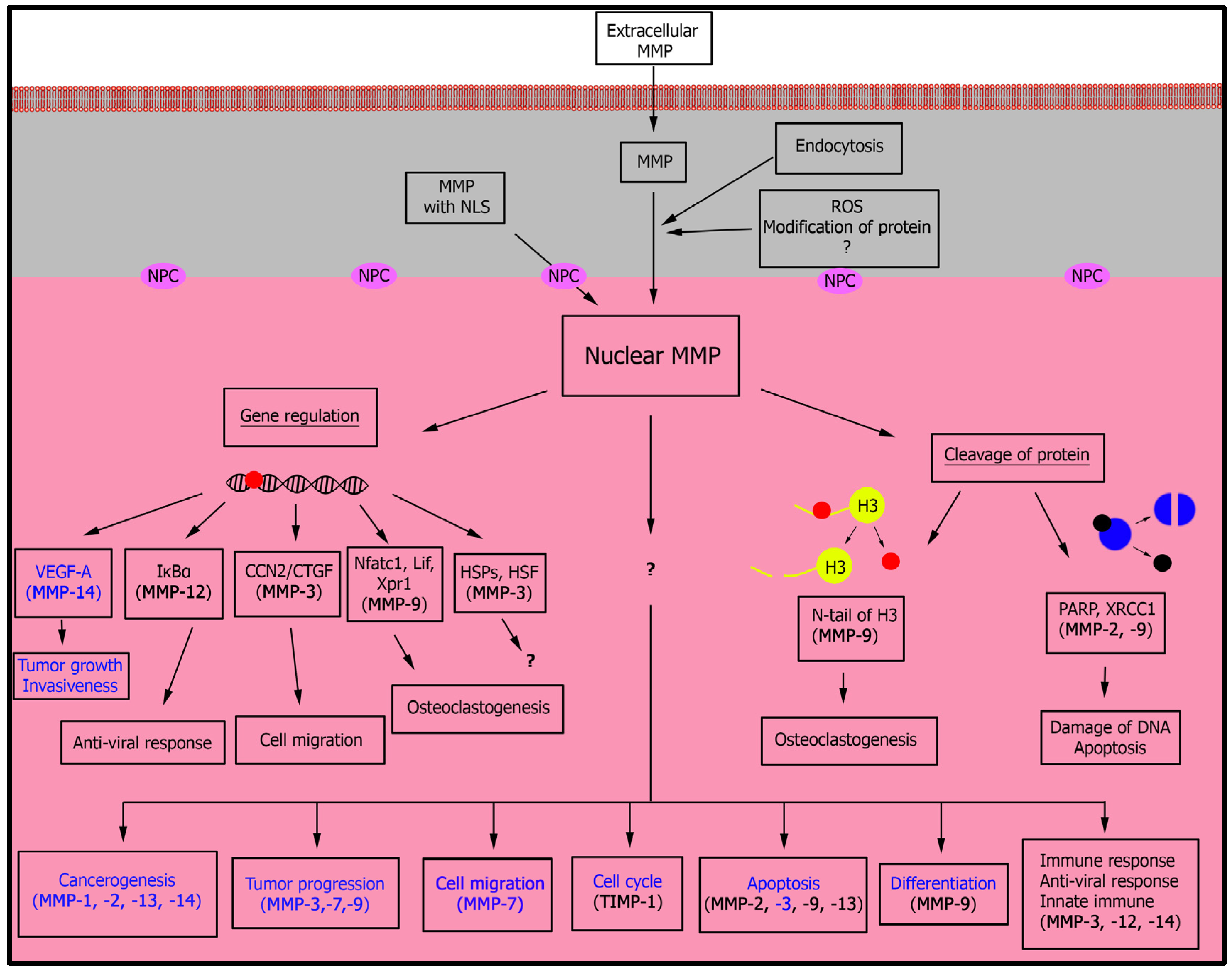 Biology 09 00480 g003