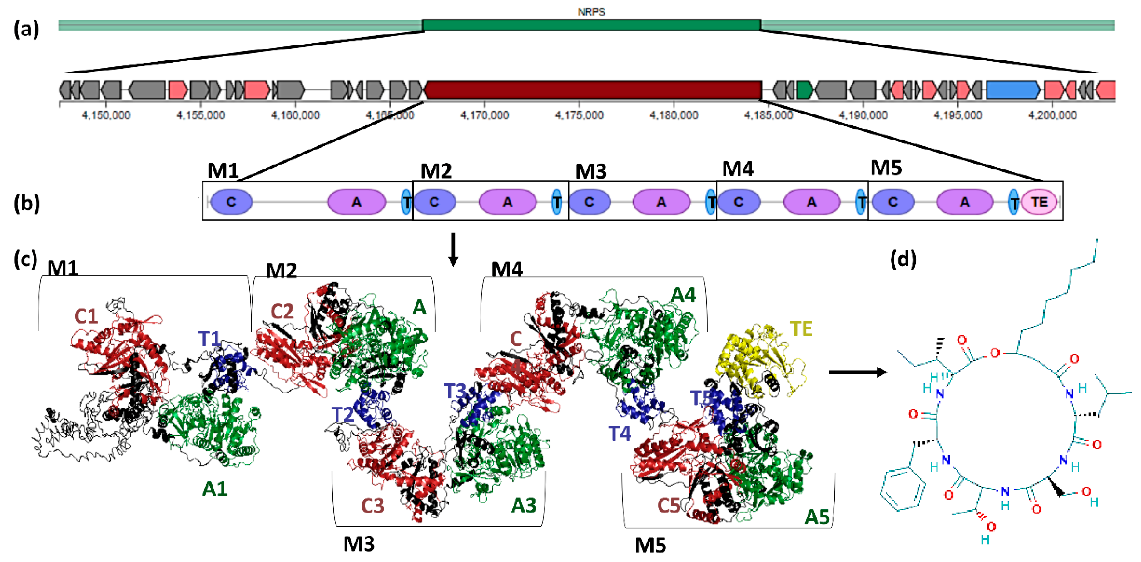 Biology 09 00482 g004
