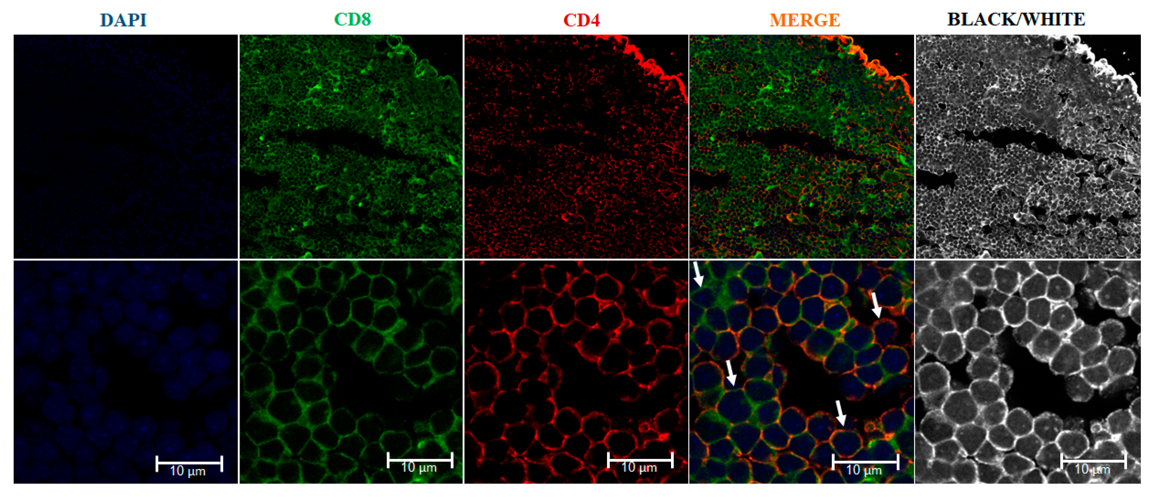 Biology 10 00008 g003