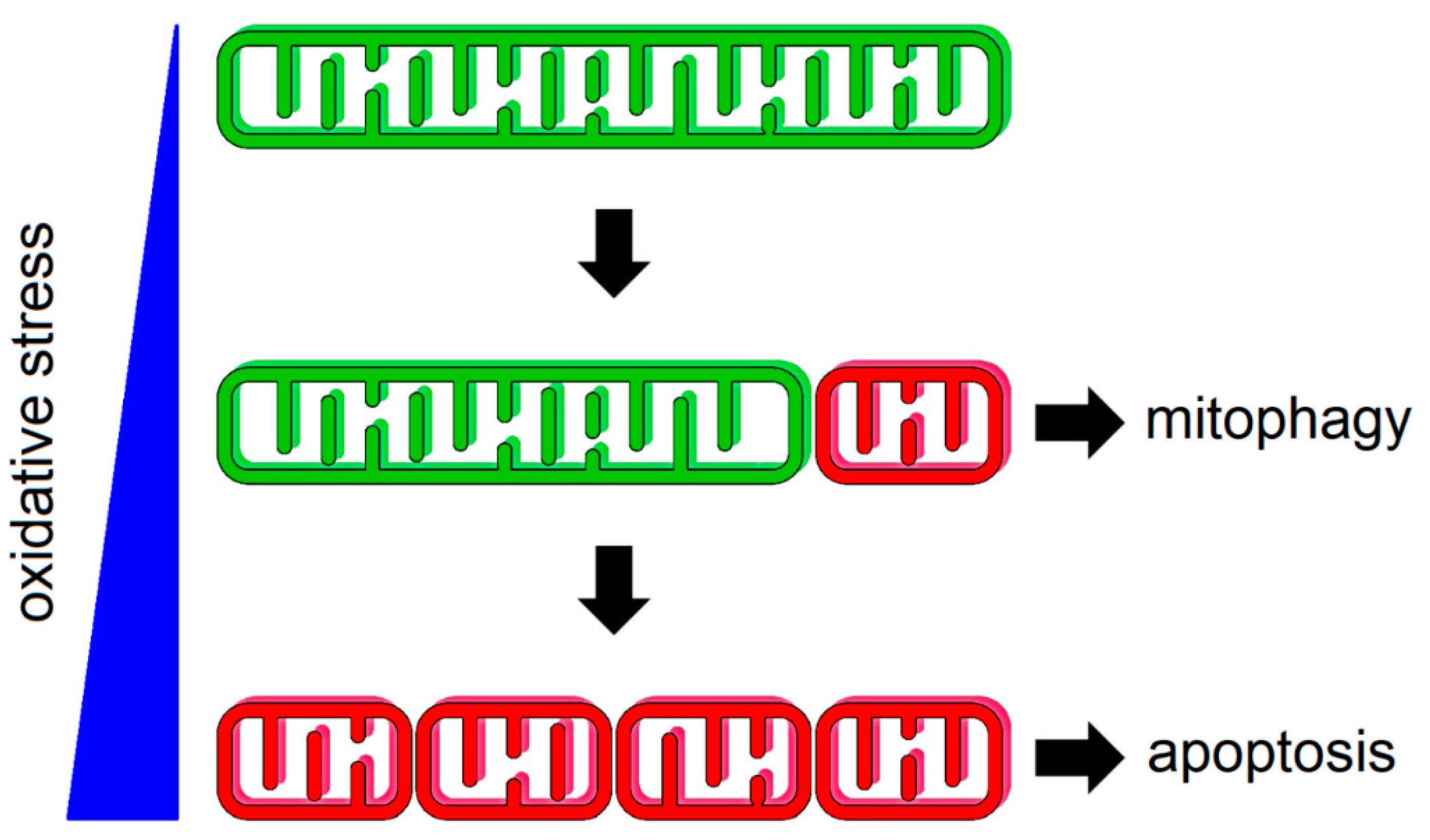 Biology 10 00033 g001 Biology 10 00033 g001