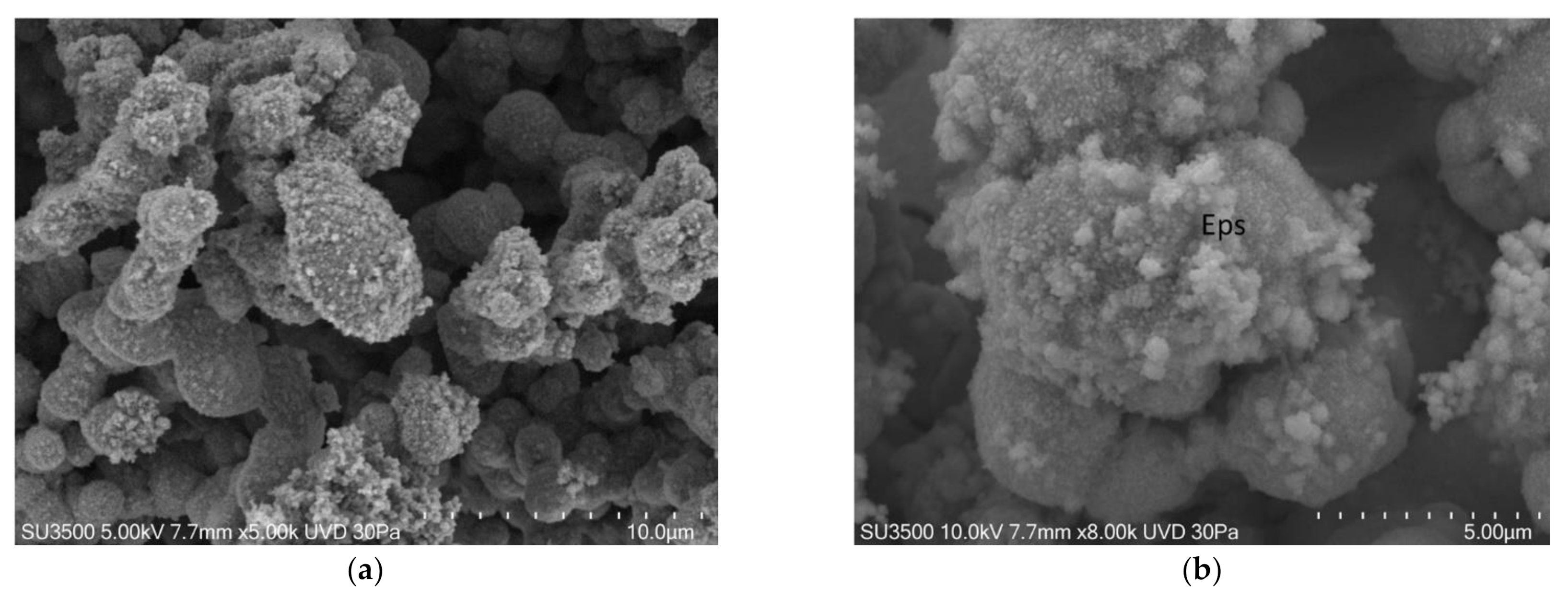 Biology 10 00051 g004