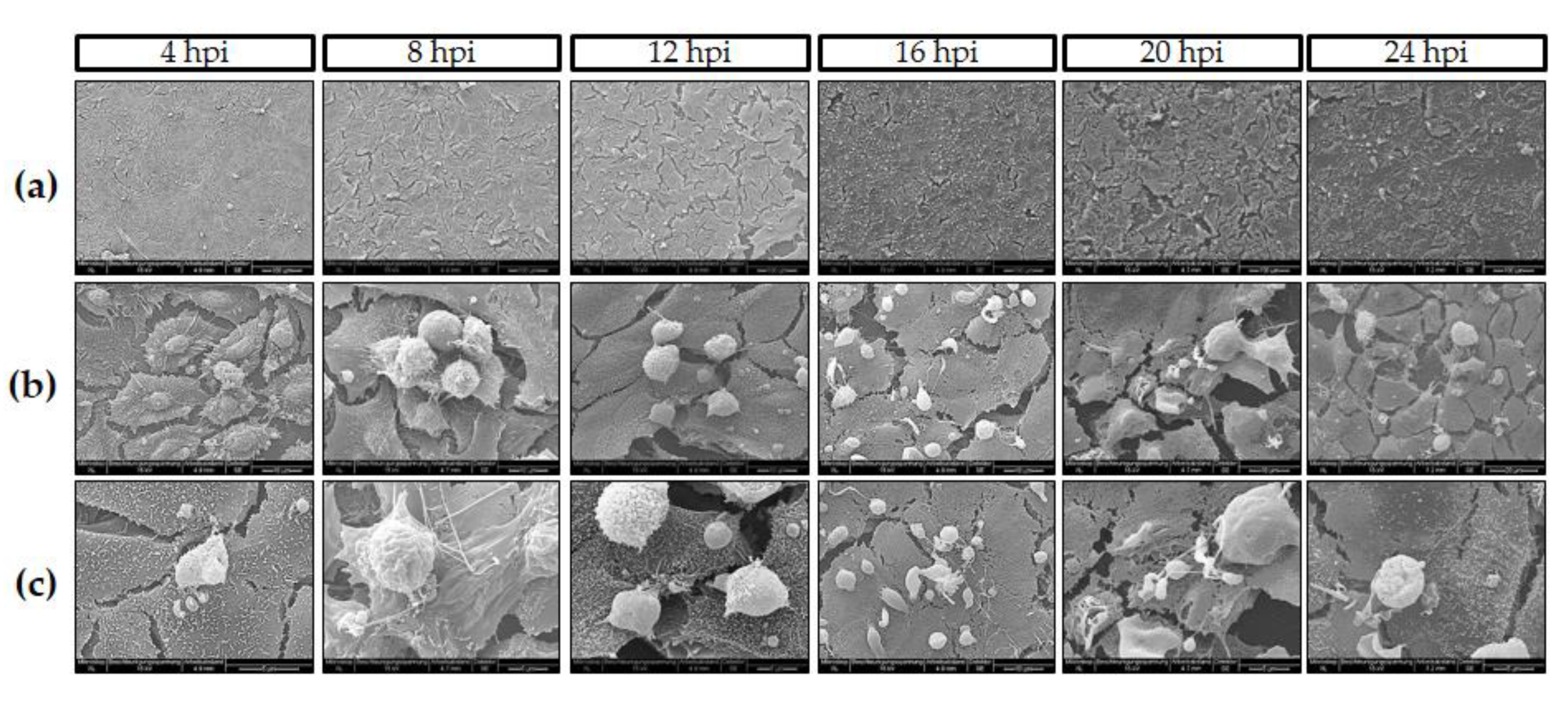 Biology 10 00060 g002