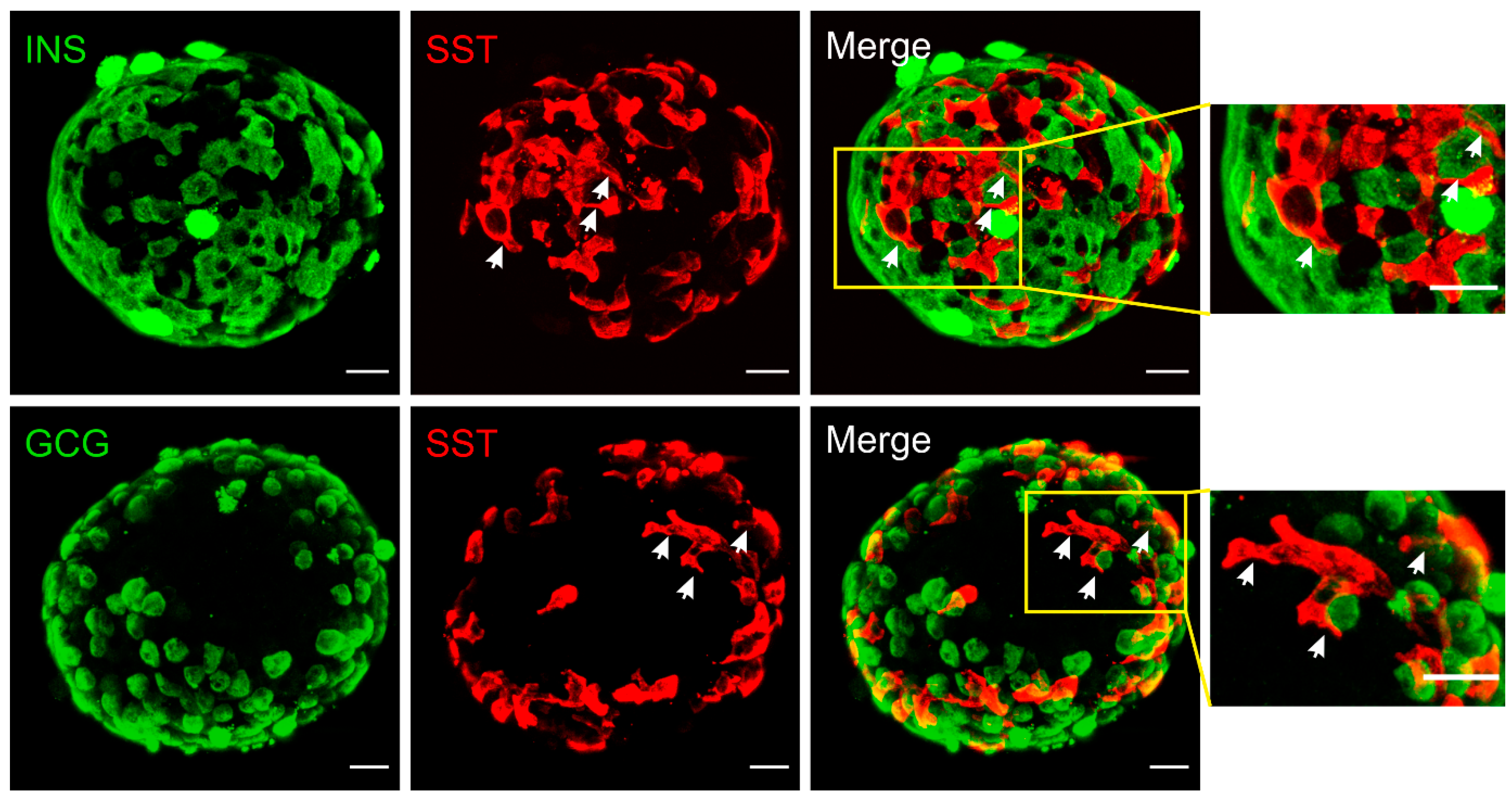 Biology 10 00074 g001