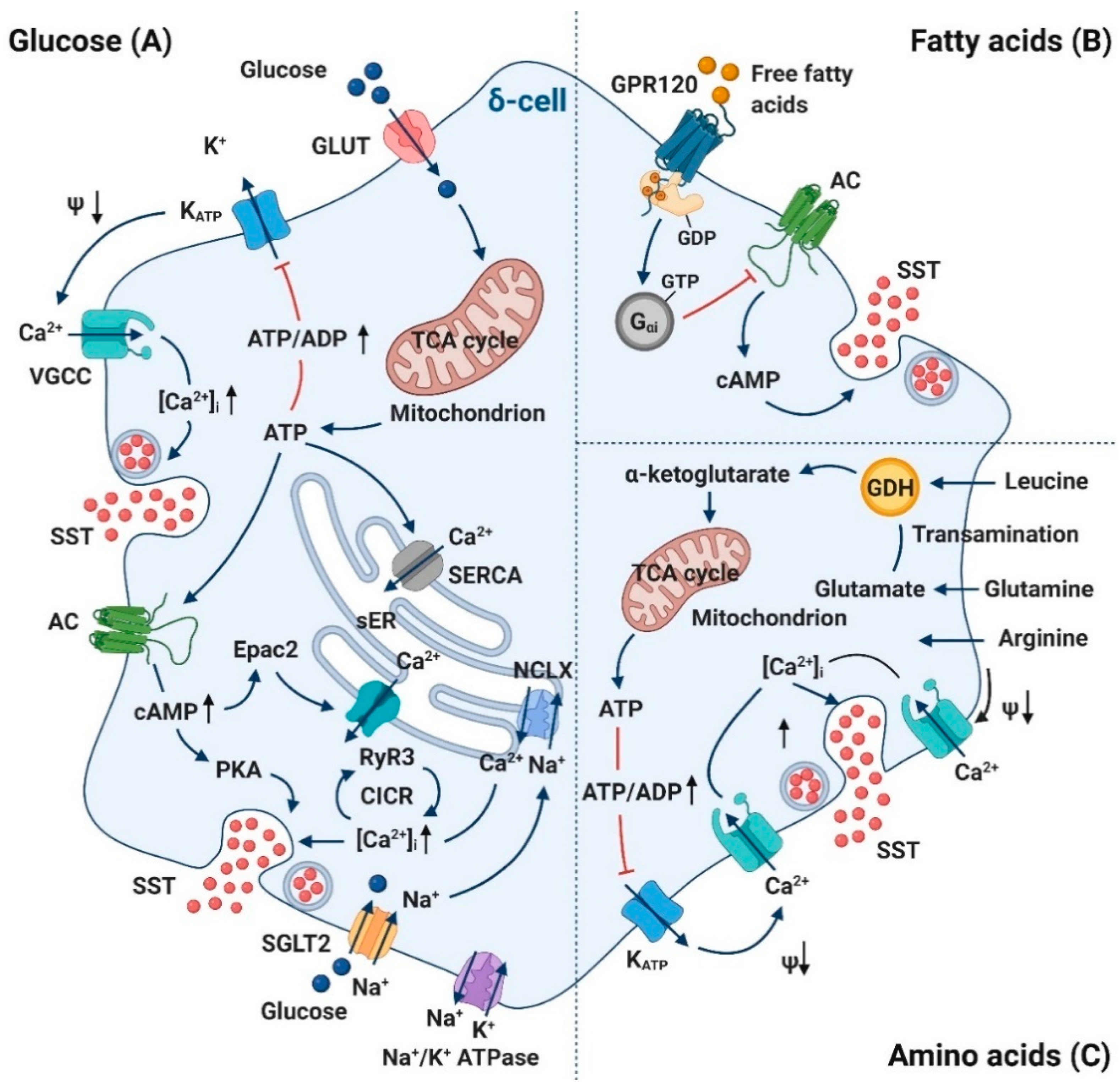 Biology 10 00074 g002