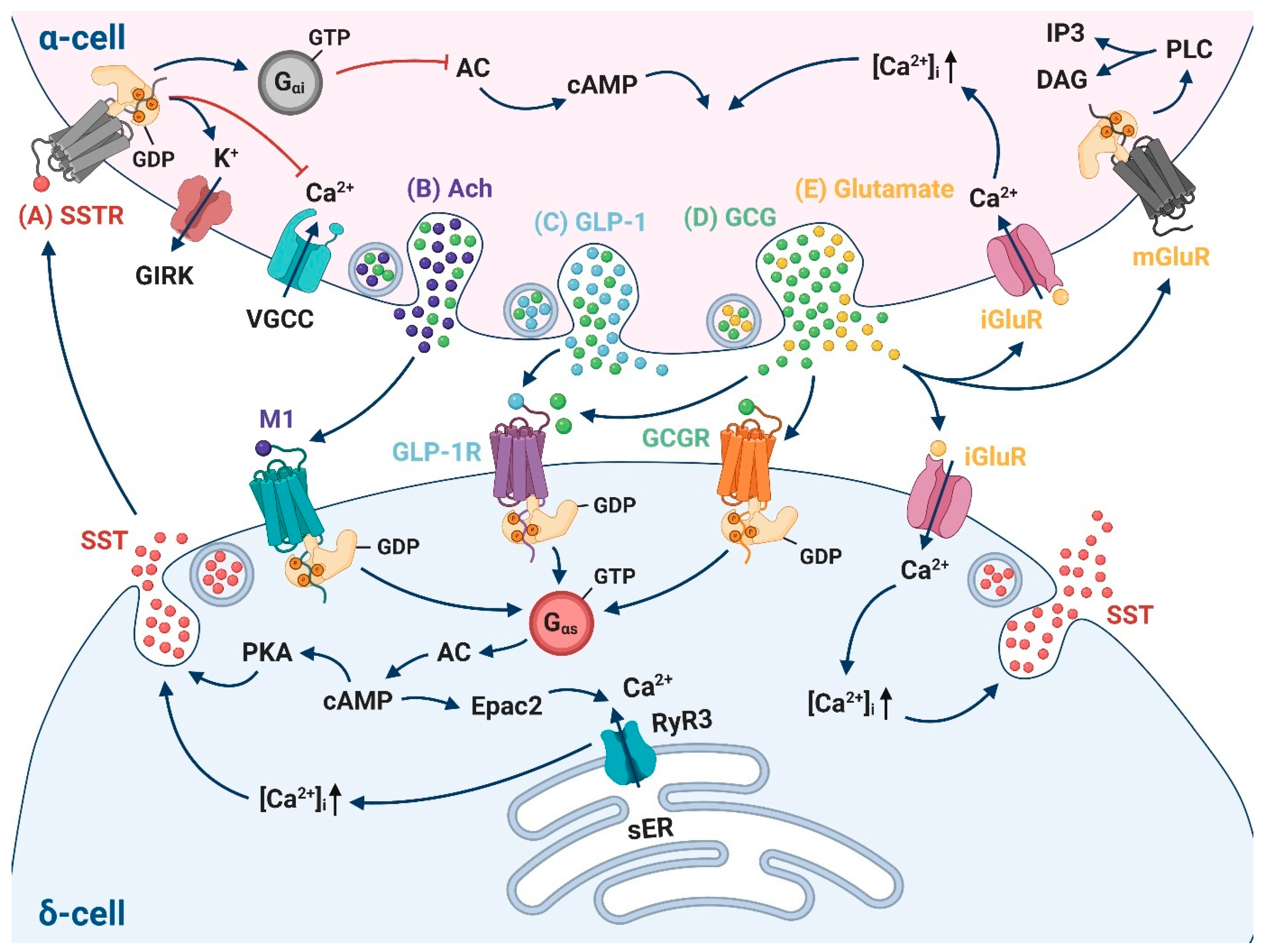 Biology 10 00074 g004
