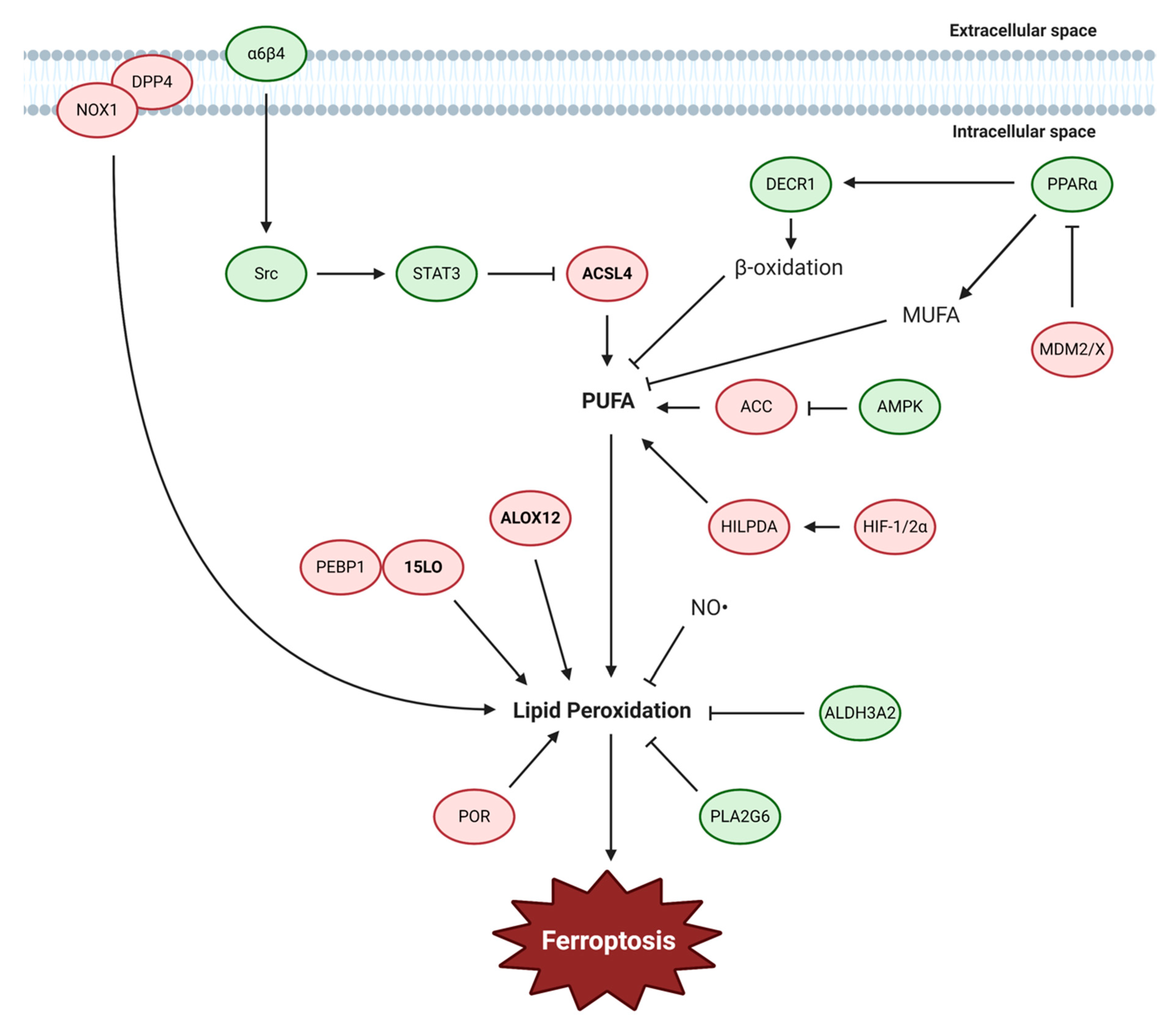 Biology 10 00083 g003