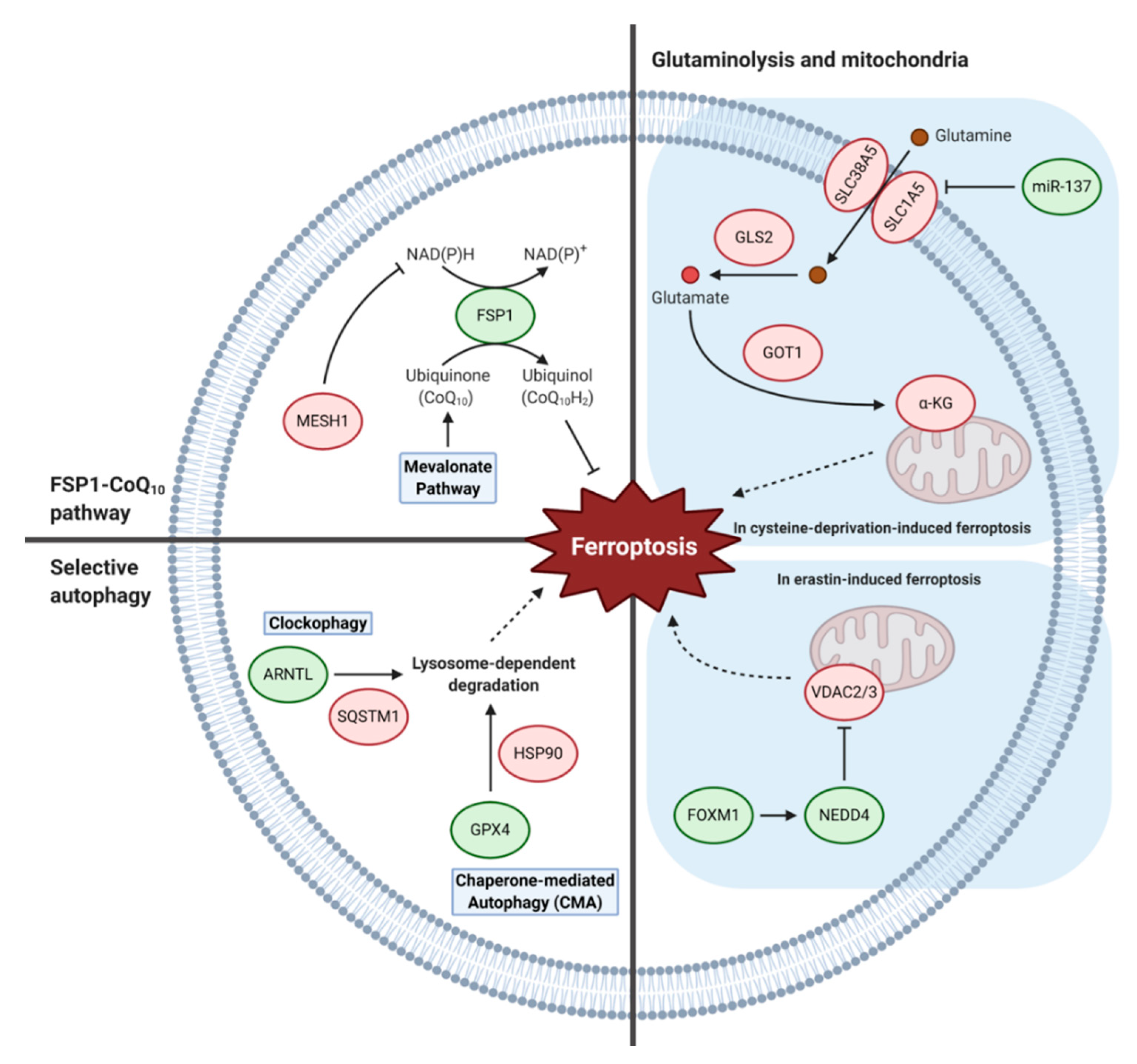 Biology 10 00083 g004