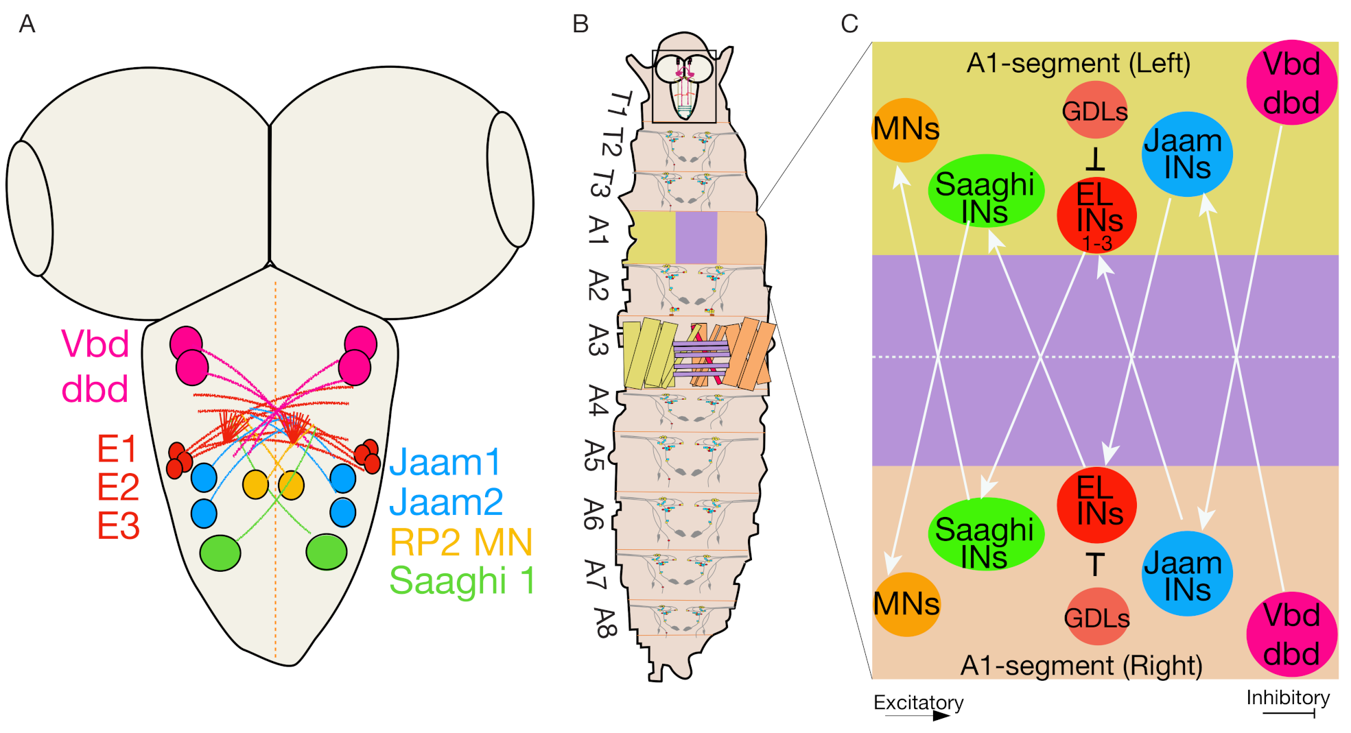 Biology 10 00090 g004 Biology 10 00090 g004