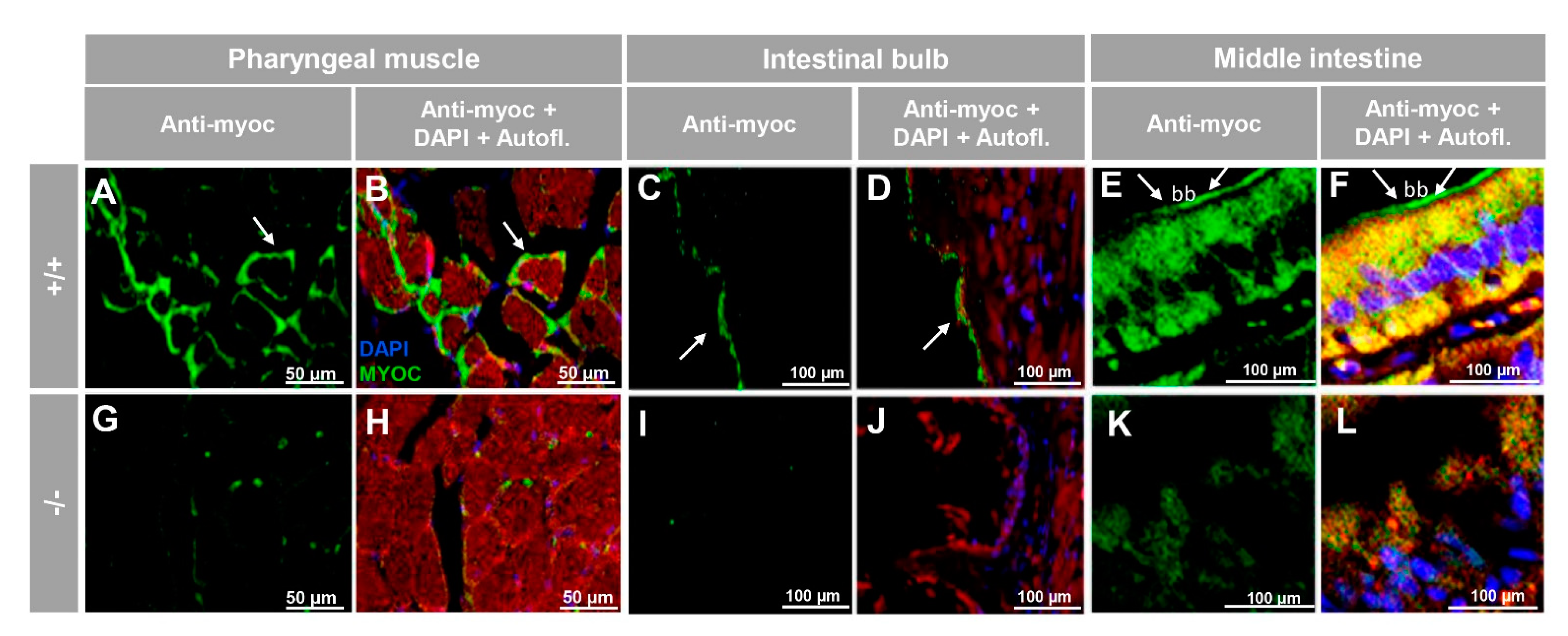 Biology 10 00098 g006